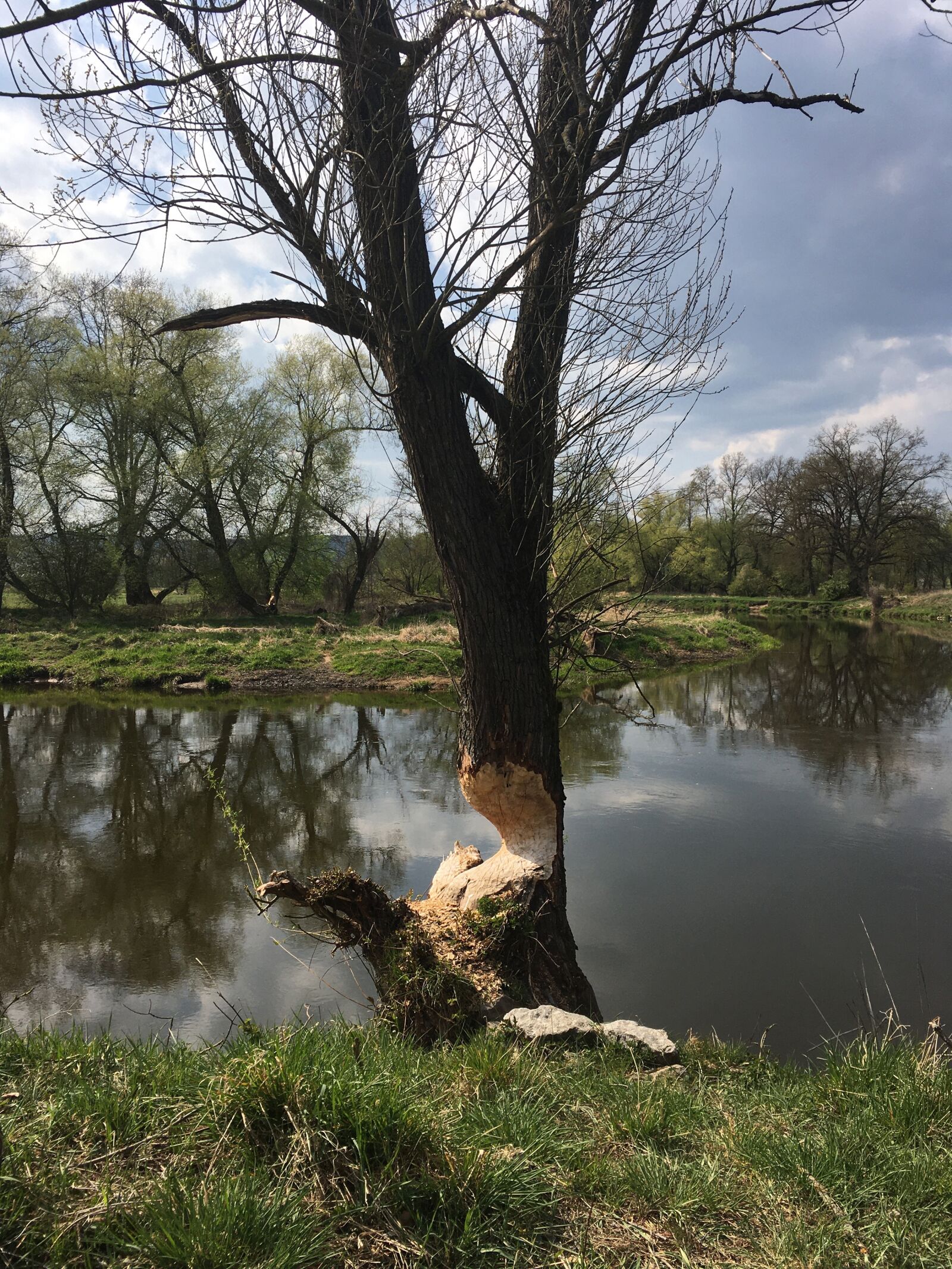 iPhone SE back camera 4.15mm f/2.2 sample photo. Tree, nature, river photography