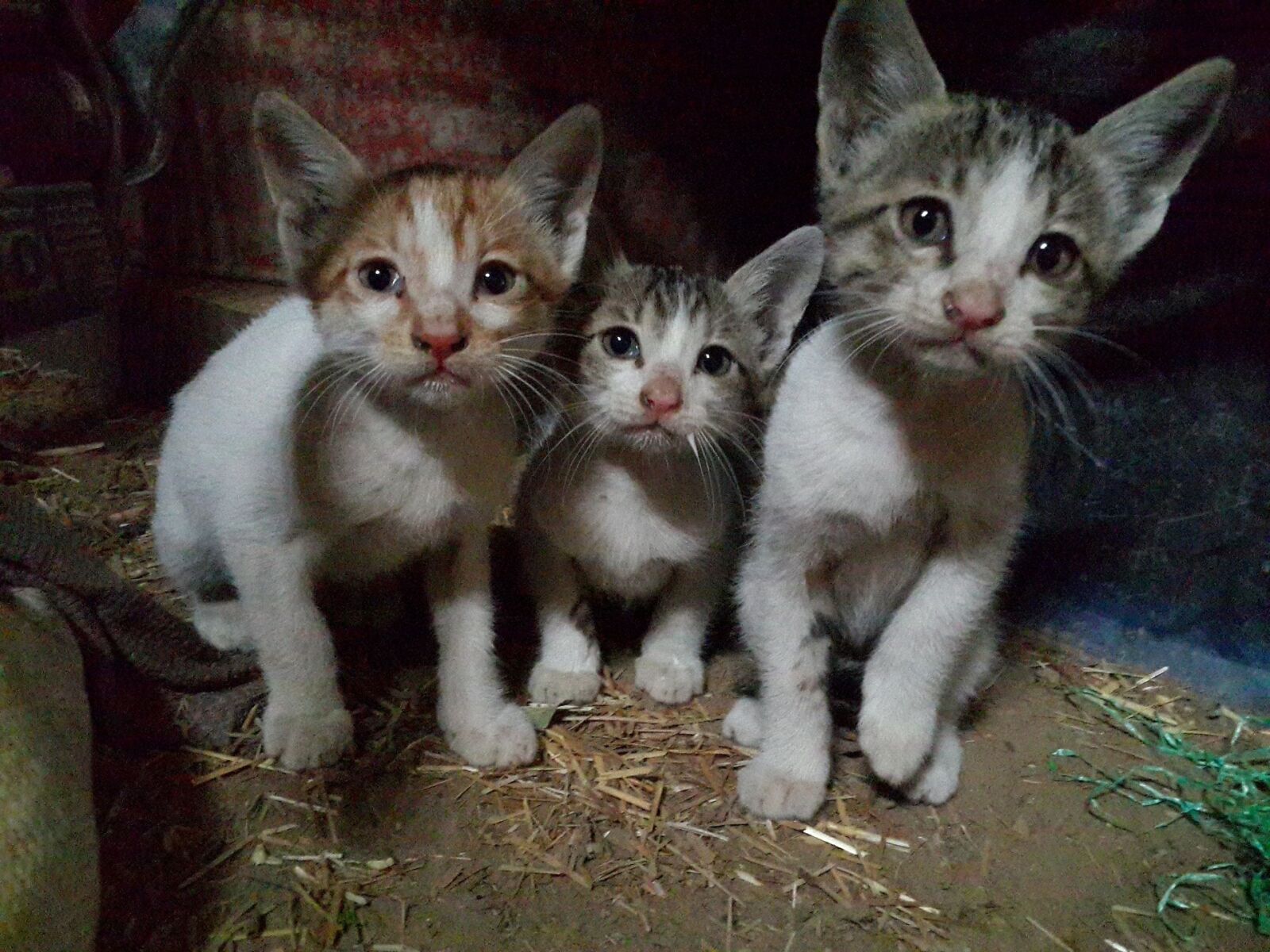 Samsung Galaxy S4 sample photo. Kittens, cats, felines photography