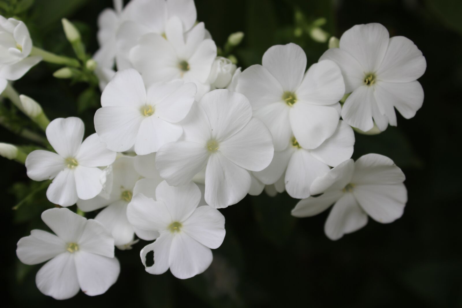 Canon EOS 600D (Rebel EOS T3i / EOS Kiss X5) sample photo. Phlox, white, flowers photography