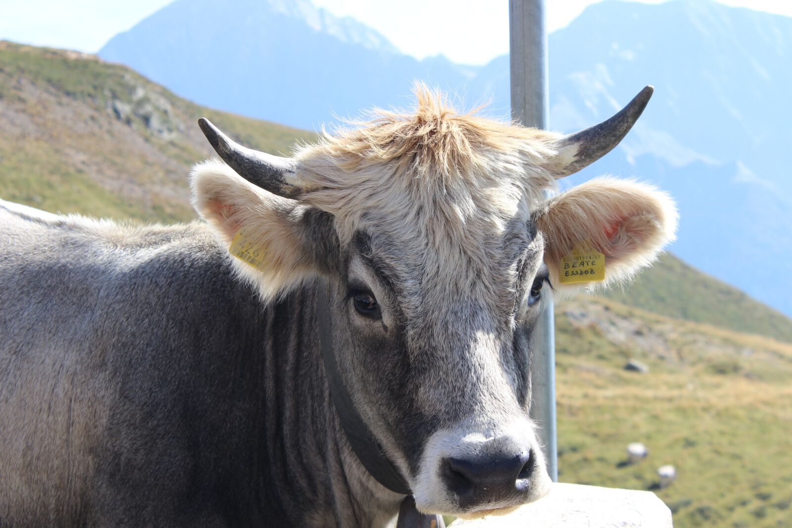 Canon EOS 600D (Rebel EOS T3i / EOS Kiss X5) sample photo. Cow, cattle, brenner pass photography