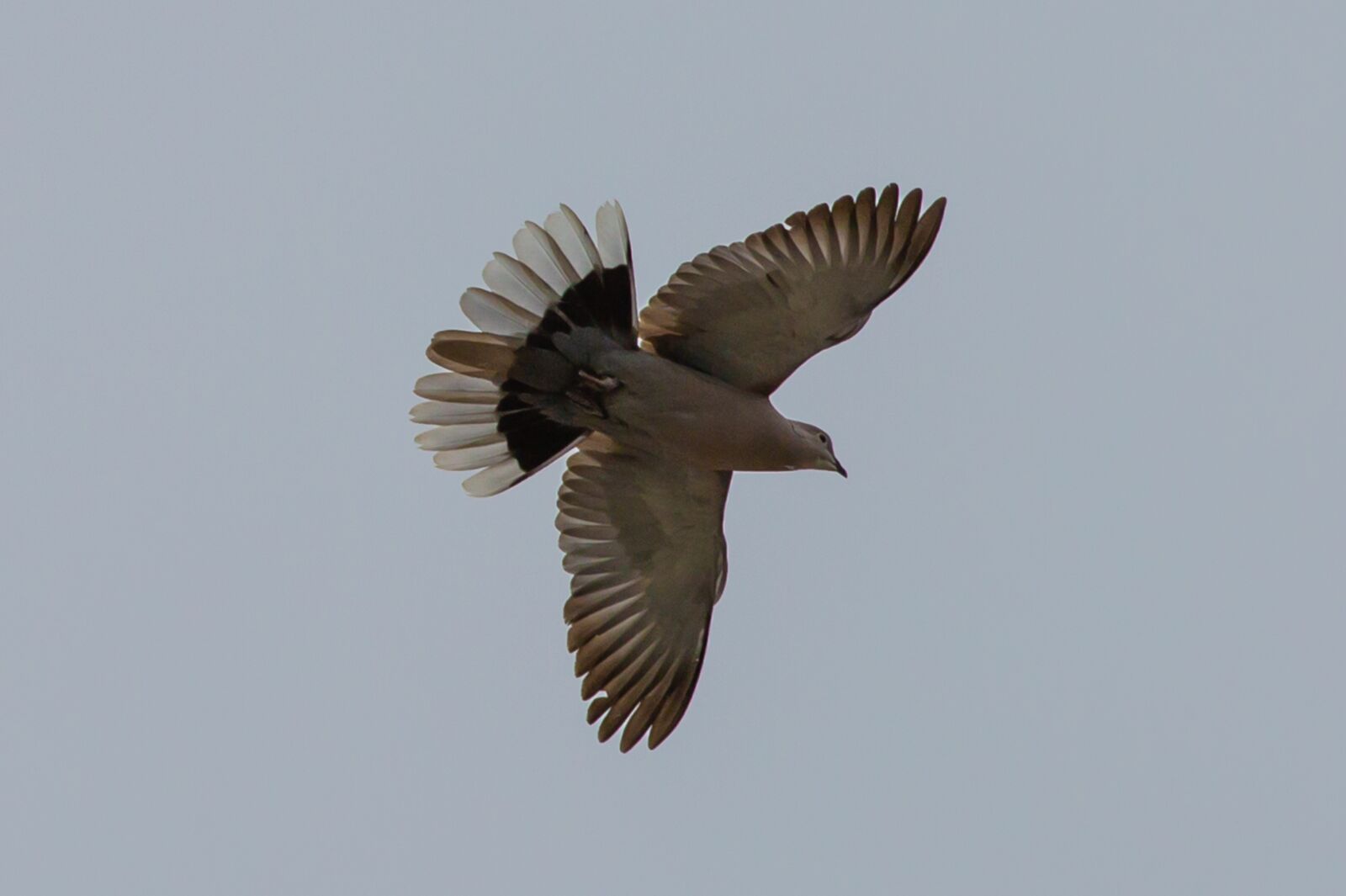 Canon EOS 5D Mark III sample photo. Pigeon flying, pigeon, wood photography