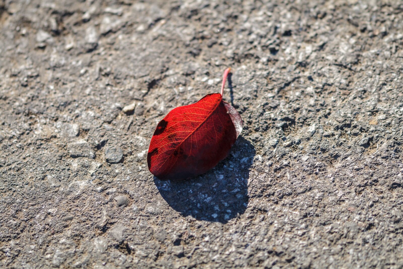 Canon EOS 70D sample photo. Autumn, leaf, asphalt photography