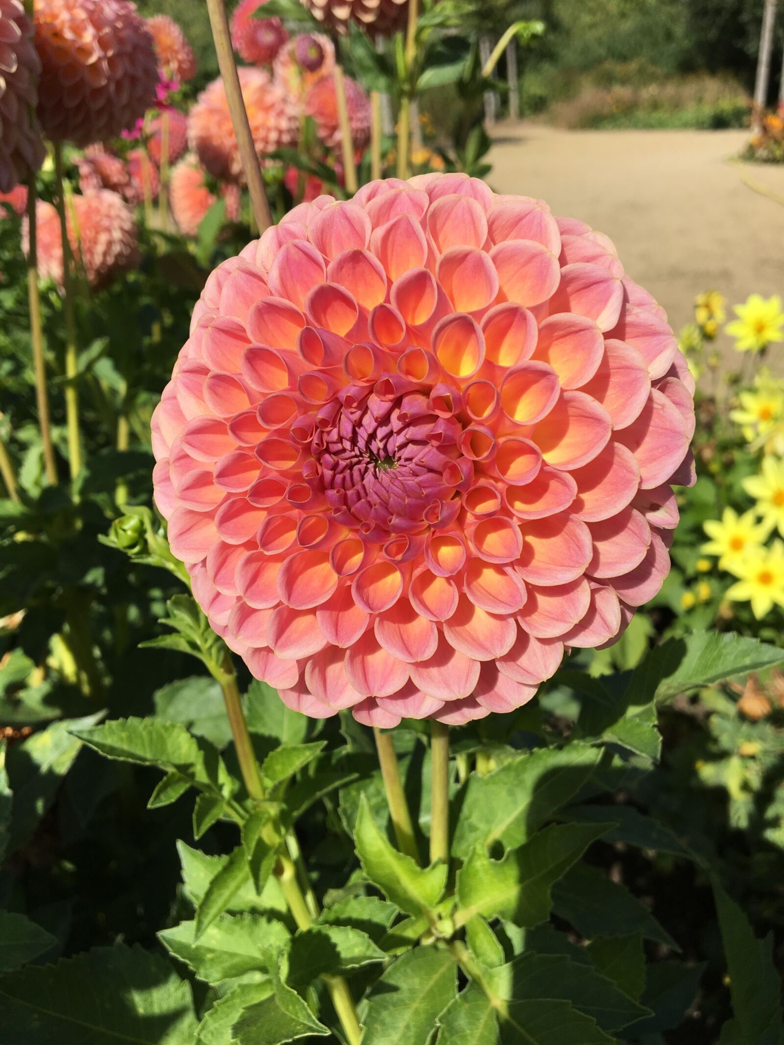 Apple iPhone 6s sample photo. Pompom, dahlia, flowers photography