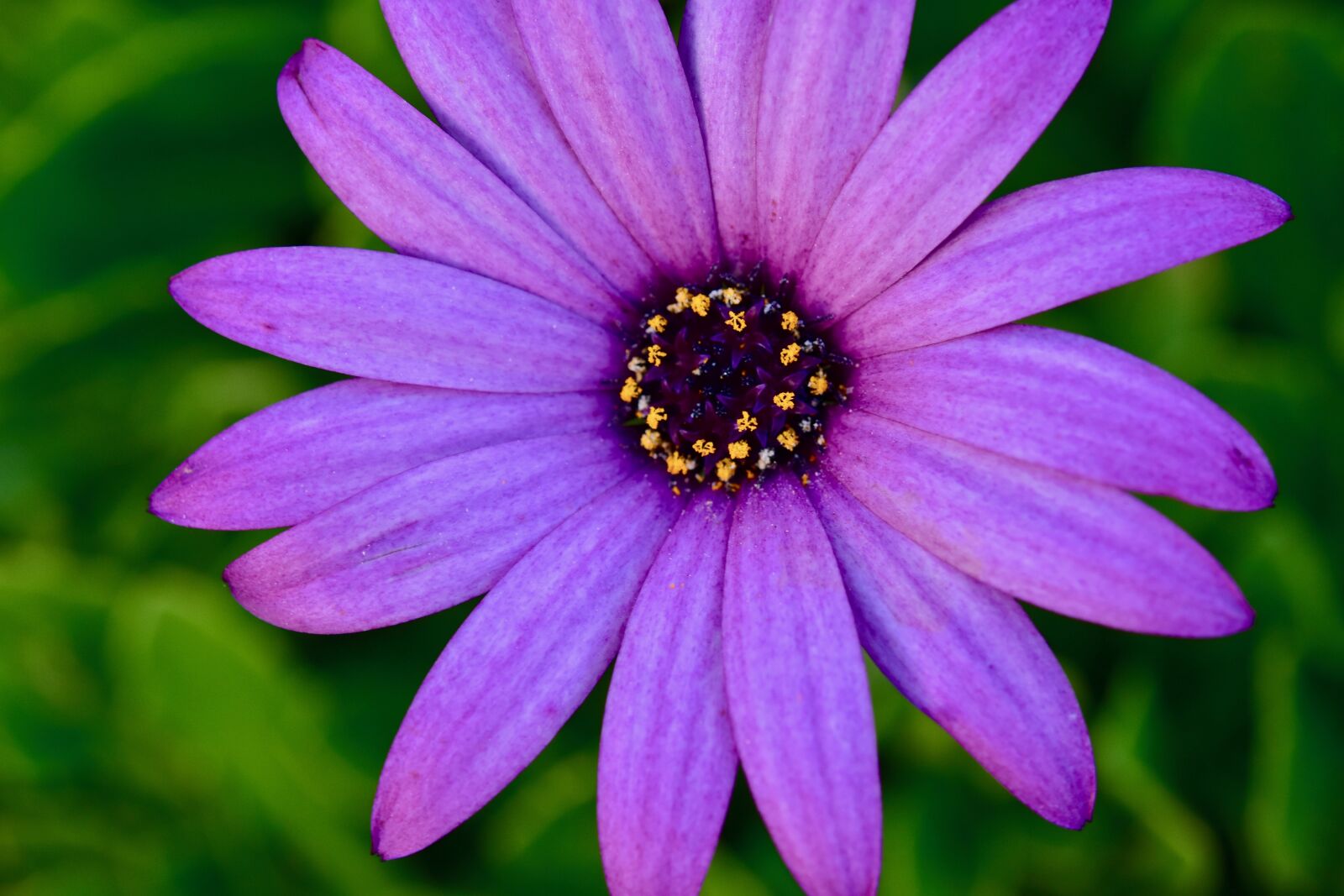 Nikon D5600 sample photo. Flower, purple flower, petals photography