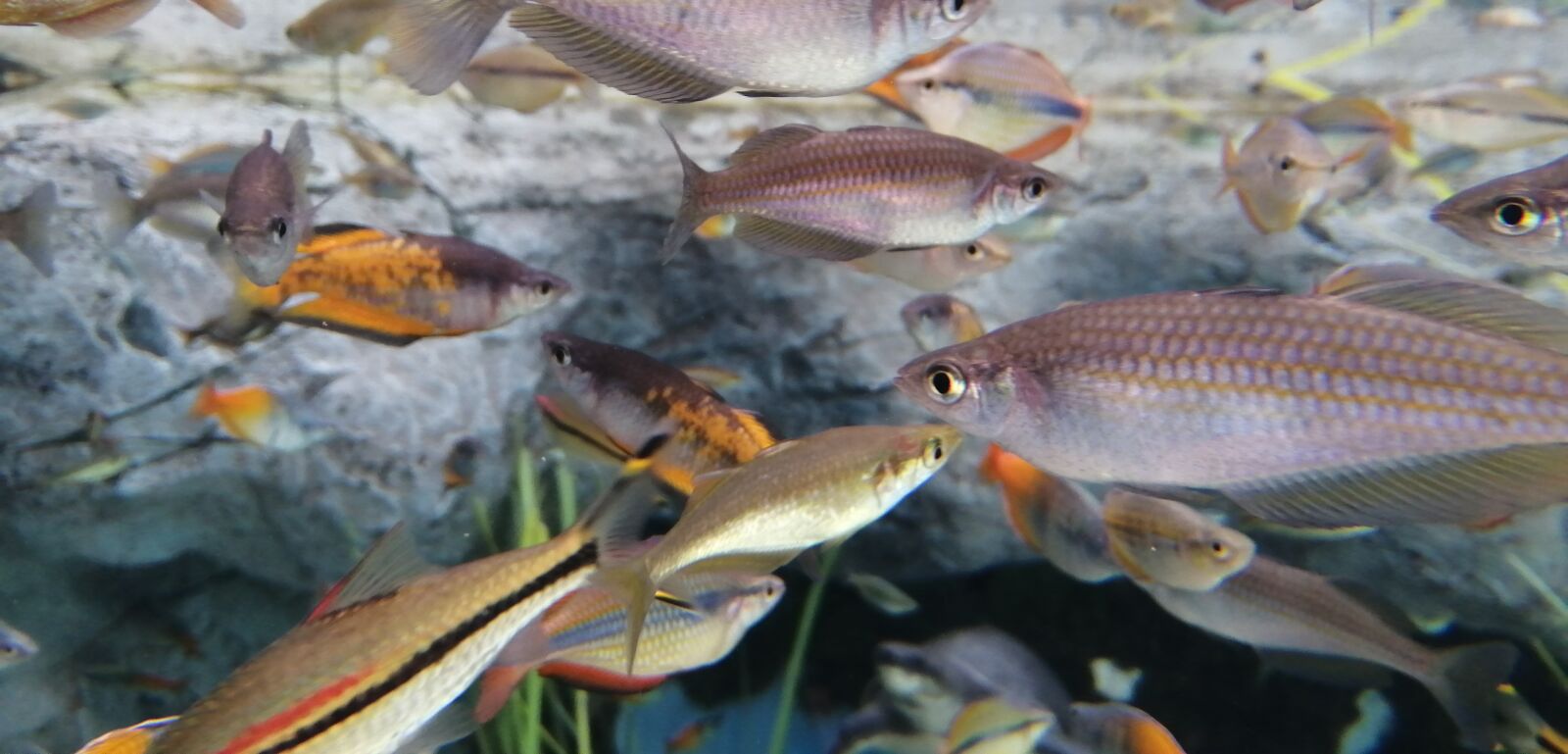 HUAWEI P SMART 2019 sample photo. Fish, ocean, sea photography