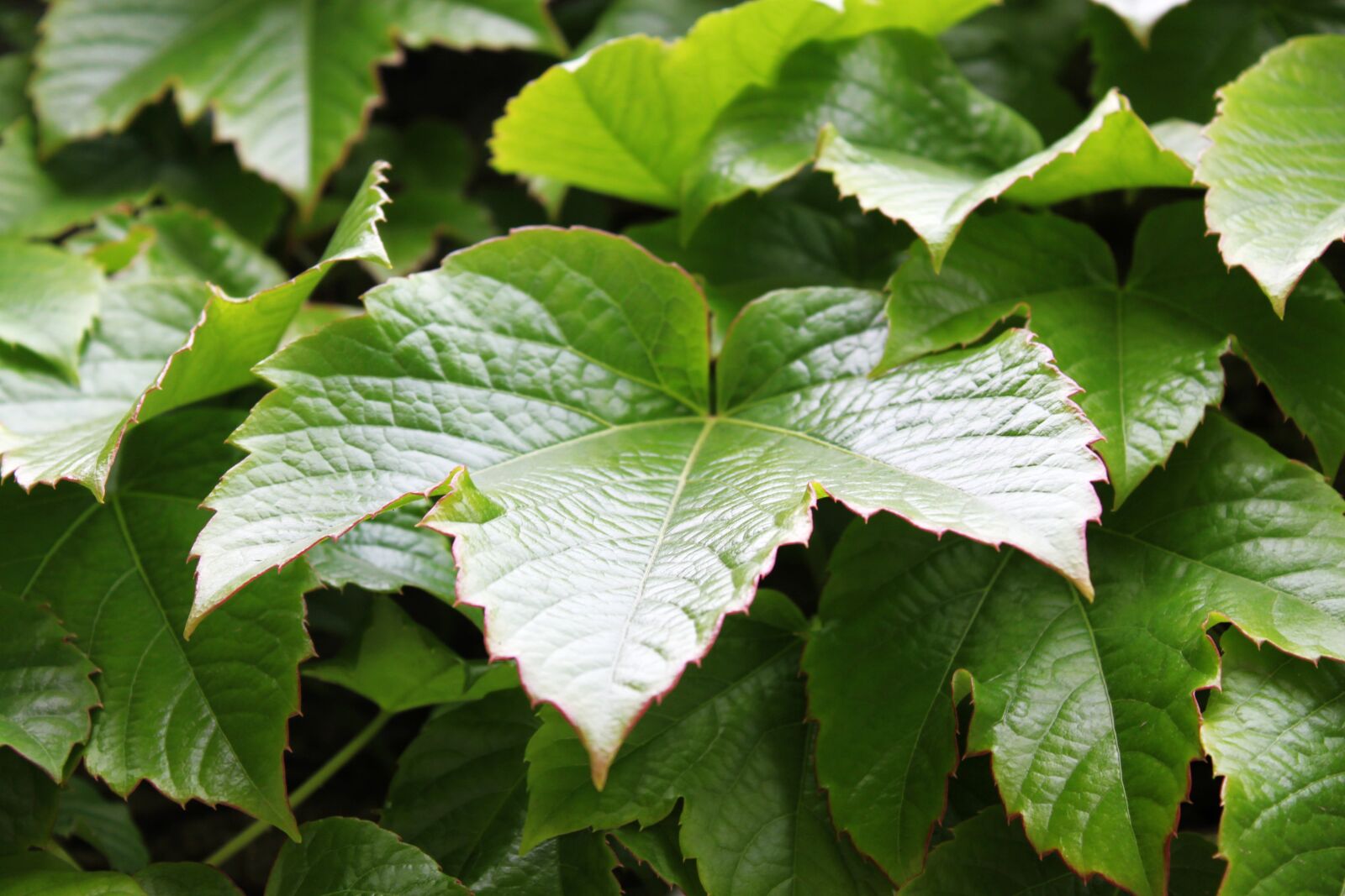 Canon EOS 500D (EOS Rebel T1i / EOS Kiss X3) sample photo. Ivy, leaf, green photography