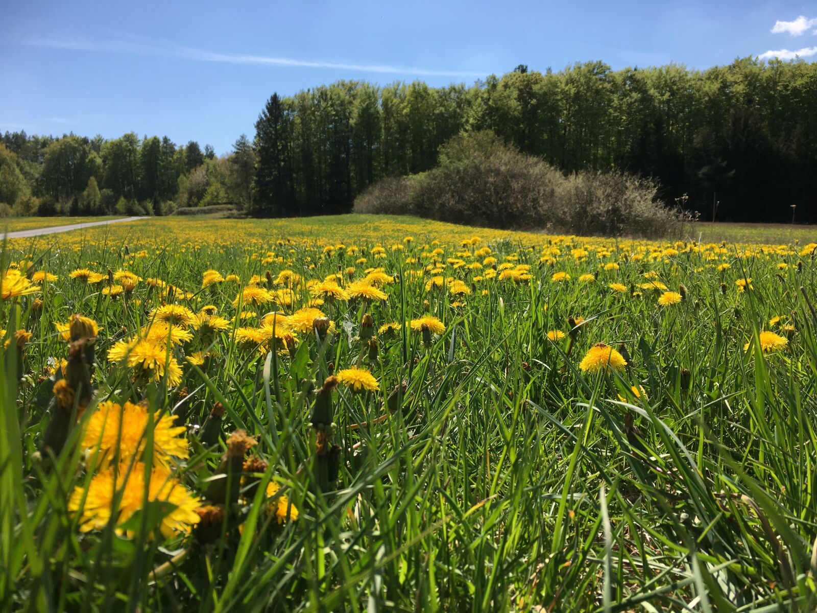 iPhone 6s back camera 4.15mm f/2.2 sample photo. Summer, dandelion, flowers photography