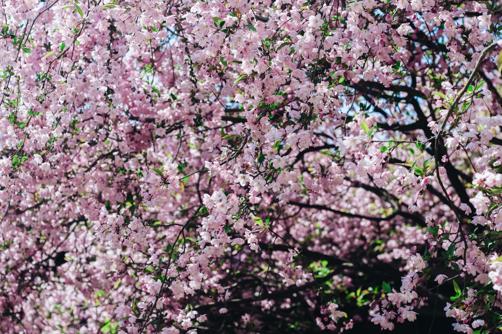 Canon EOS 700D (EOS Rebel T5i / EOS Kiss X7i) + Canon EF 50mm F1.8 II sample photo. Sakura, flower, cherry flowers photography