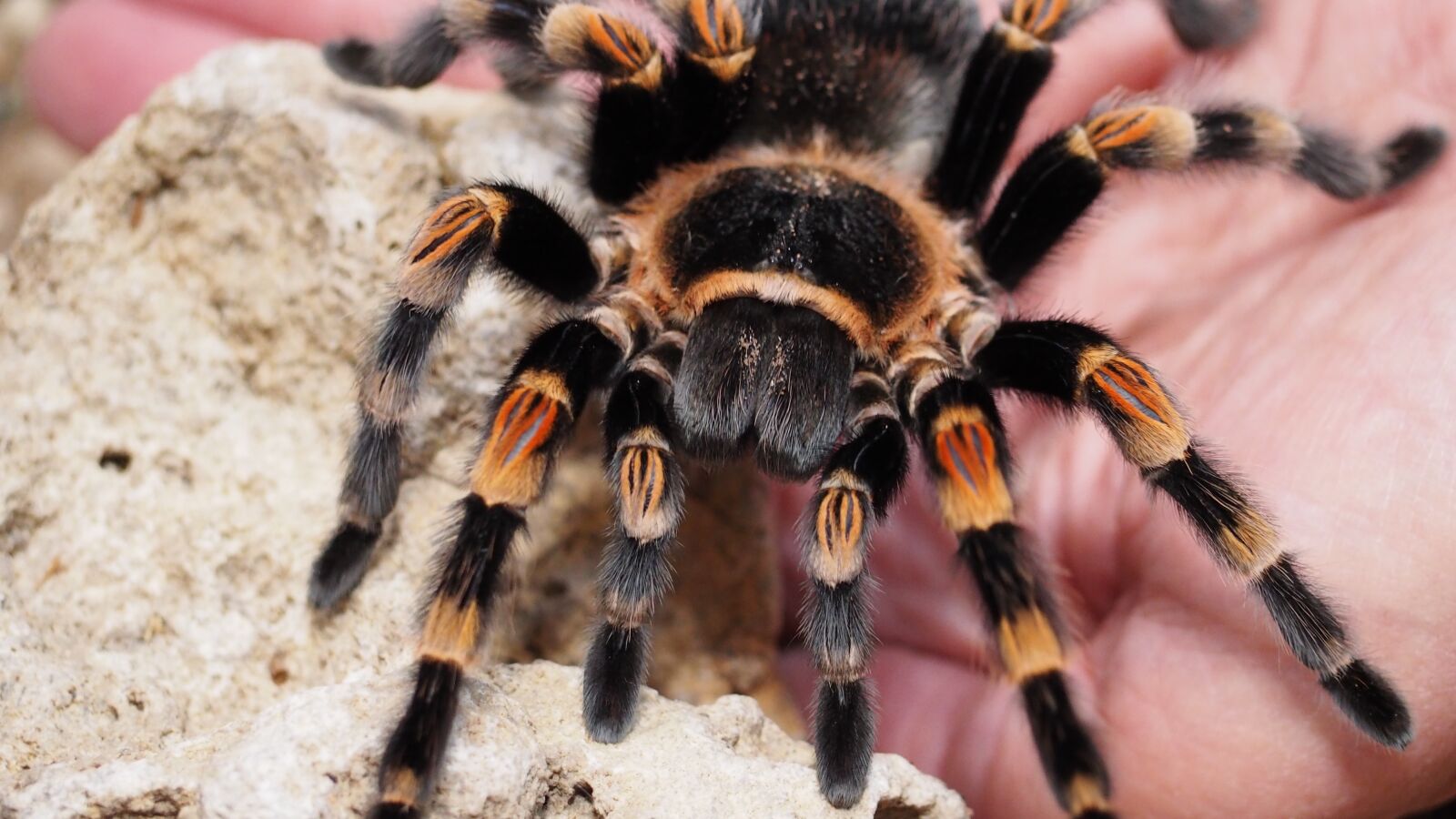 Olympus OM-D E-M10 II sample photo. Tarantula, spider, animal photography