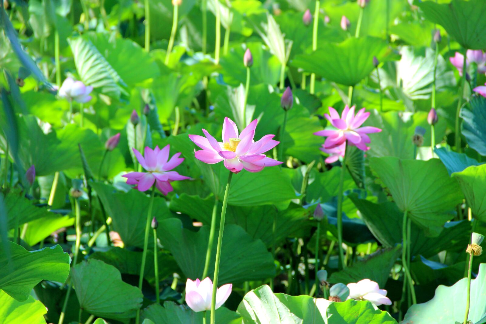 Canon EF-S 18-135mm F3.5-5.6 IS sample photo. Lotus, green, summer photography