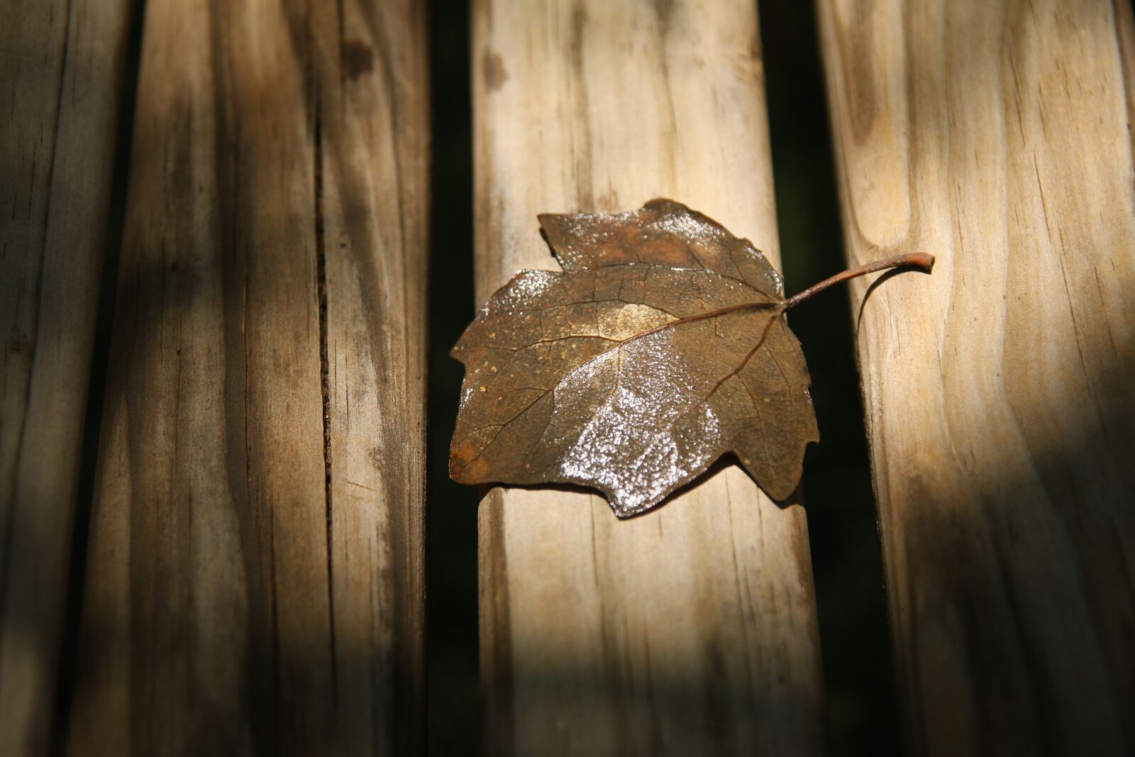 Canon EOS 70D sample photo. Autumn leaf, close-up, dry photography