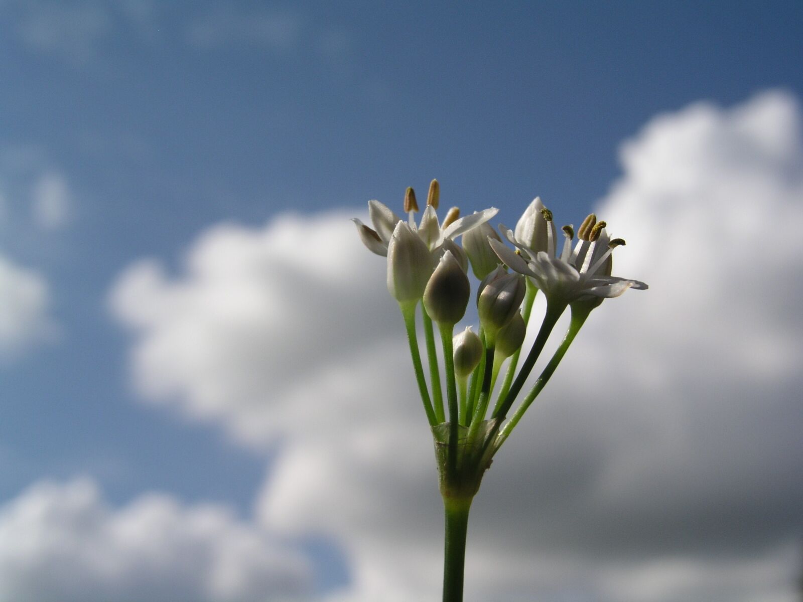 Olympus C5050Z sample photo. Flower, sky, alum photography