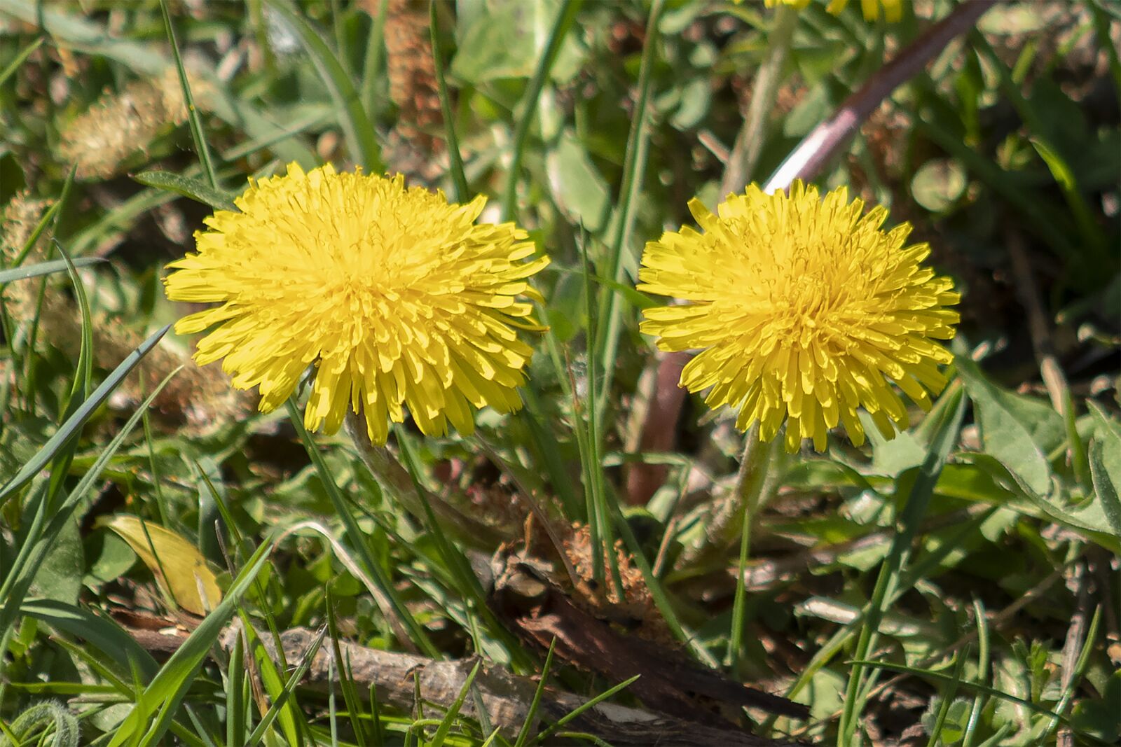 Canon EF75-300mm f/4-5.6 sample photo. Dandelion, dressing-gown dandelion, flower photography