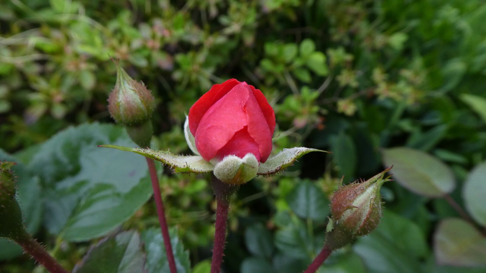 Panasonic DMC-TZ81 sample photo. Red rose, bud, delicate photography
