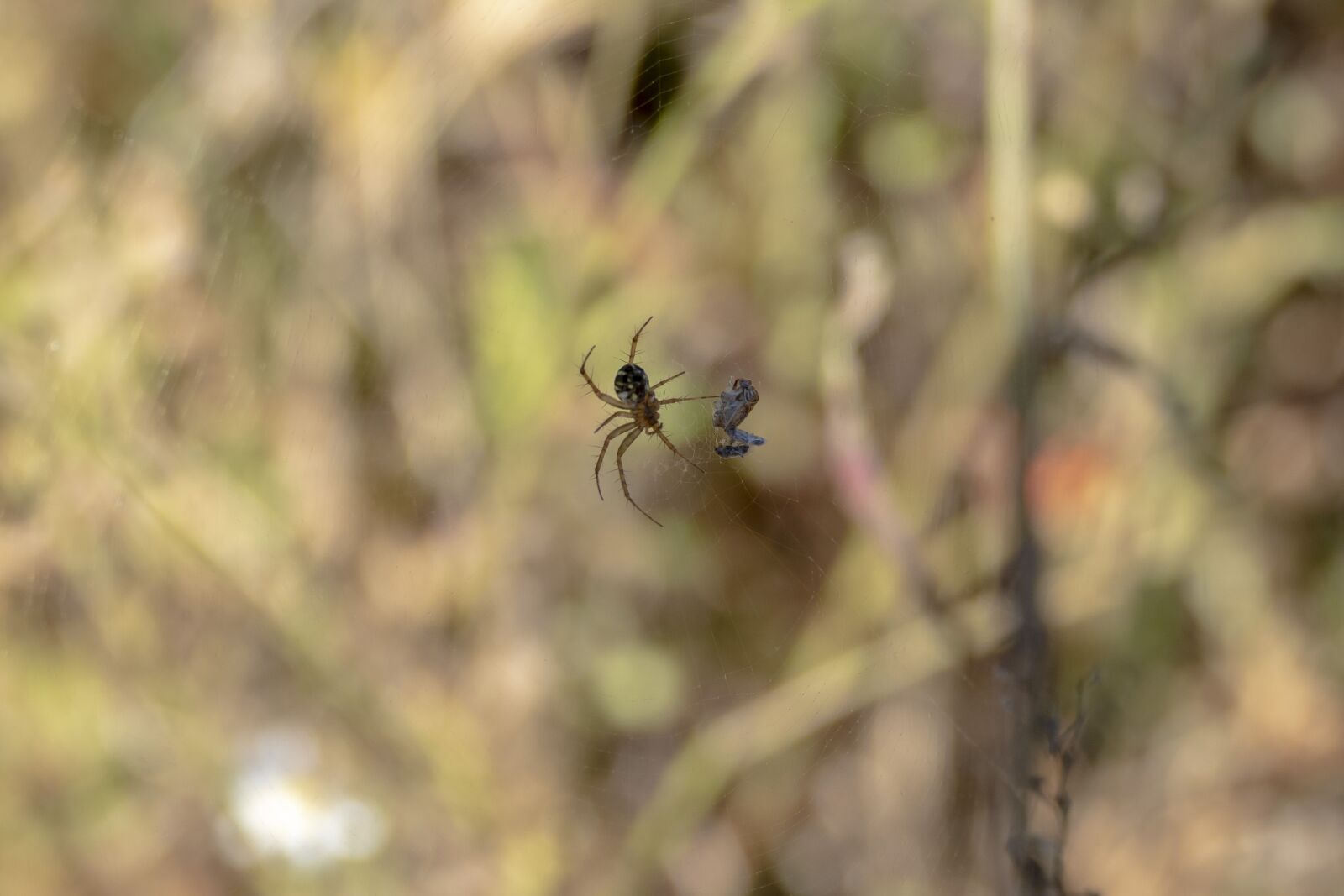 Panasonic Lumix DMC-FZ1000 sample photo. Spider, arachnid, orb photography