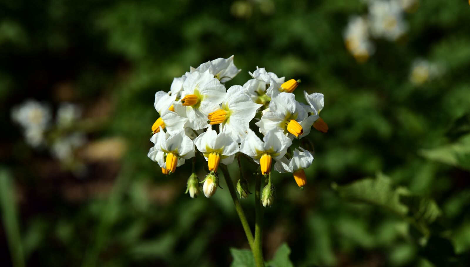 Nikon D750 sample photo. Potato blossom, close up photography
