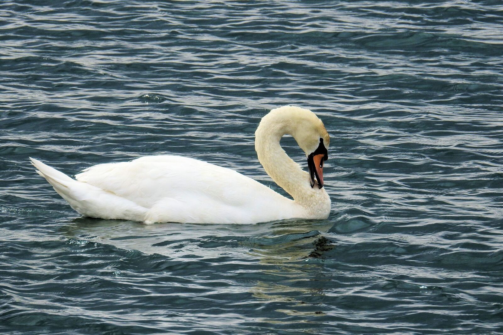 Nikon Coolpix P900 sample photo. Waters, swan, nature photography