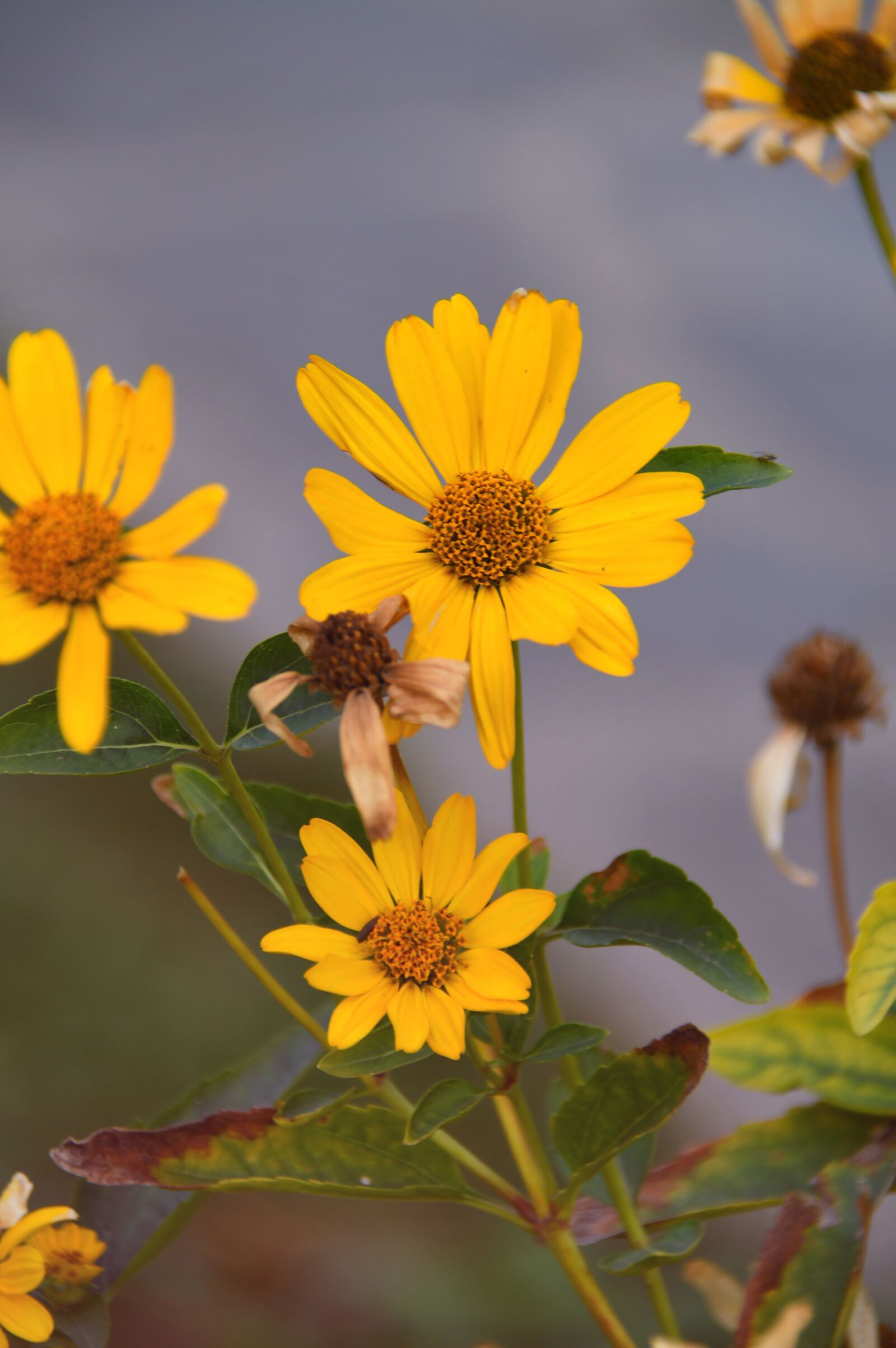 Nikon D3200 sample photo. Autumn, flower, yellow flower photography