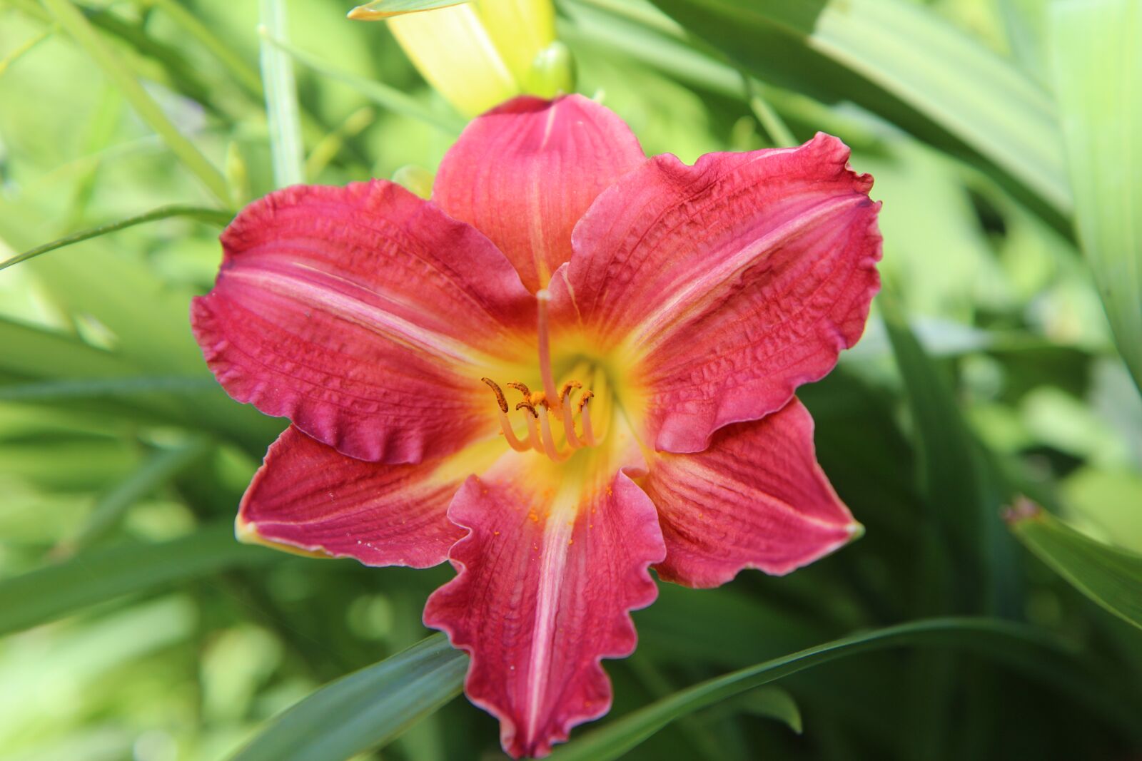 Canon EOS 600D (Rebel EOS T3i / EOS Kiss X5) sample photo. Hemerocallis, daylily red, flowering photography