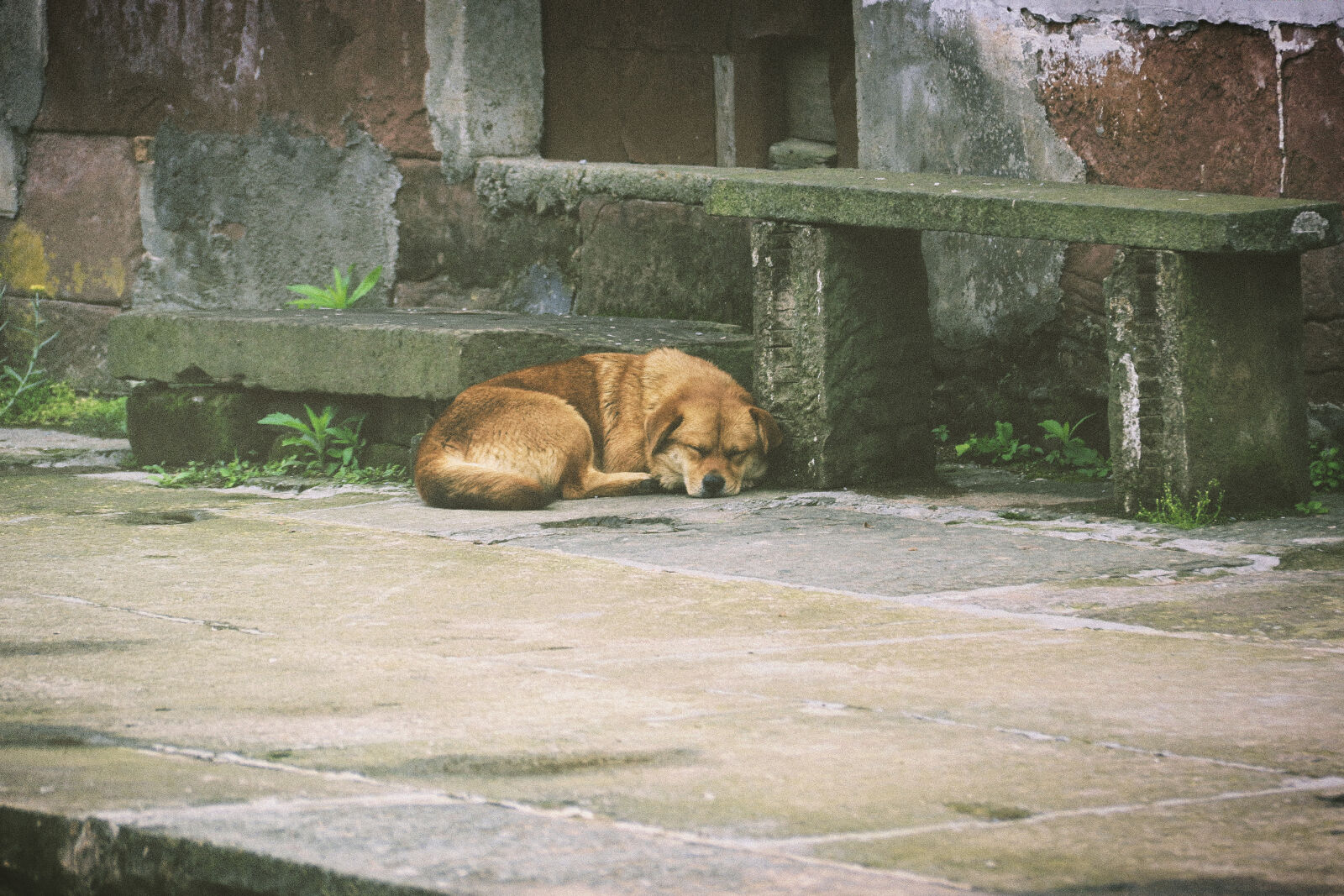 Canon EOS 7D Mark II sample photo. Dog, sleeping, dog photography