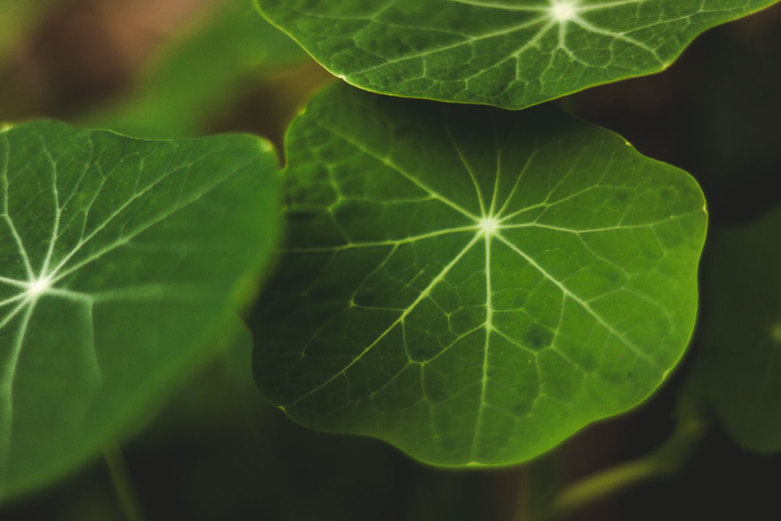 Canon EOS 750D (EOS Rebel T6i / EOS Kiss X8i) sample photo. Plant, nature, green photography