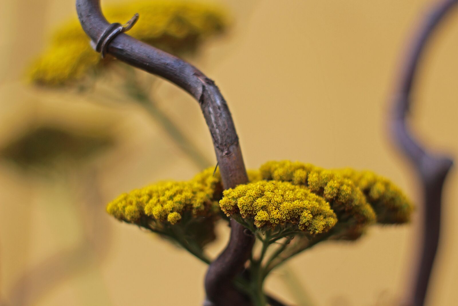 Canon EOS 700D (EOS Rebel T5i / EOS Kiss X7i) sample photo. Decoration, yarrow flower, nature photography