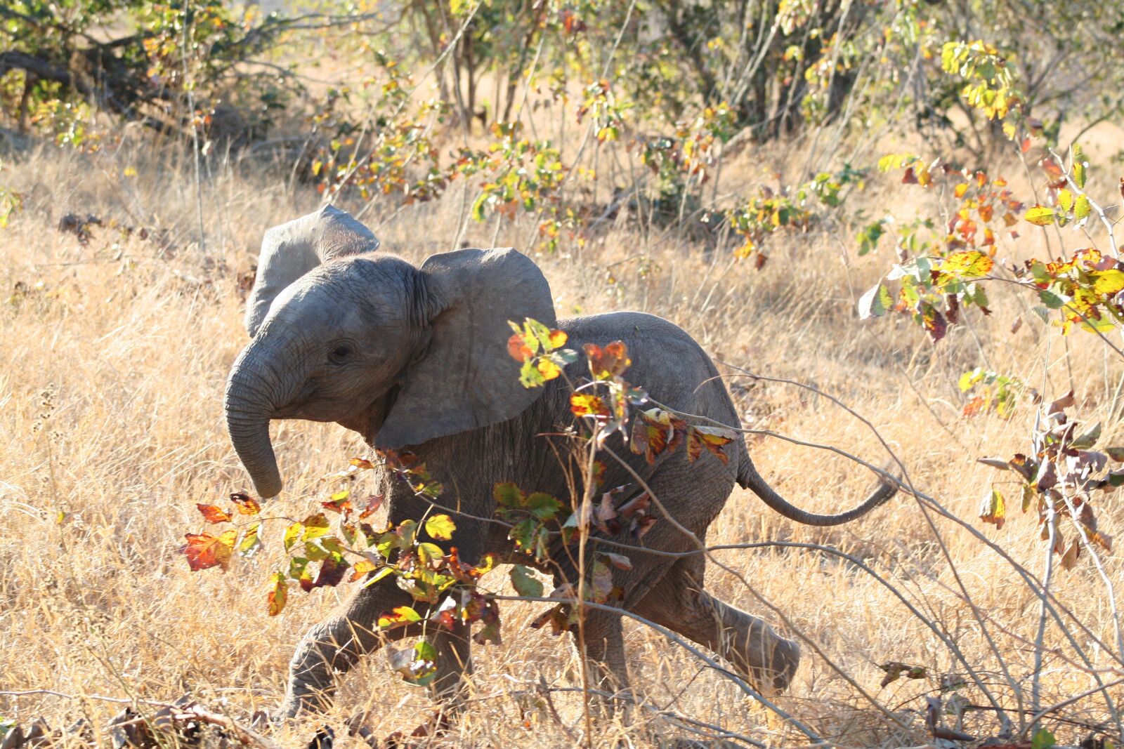 Canon EOS 350D (EOS Digital Rebel XT / EOS Kiss Digital N) sample photo. Mammal, africa, elephant photography