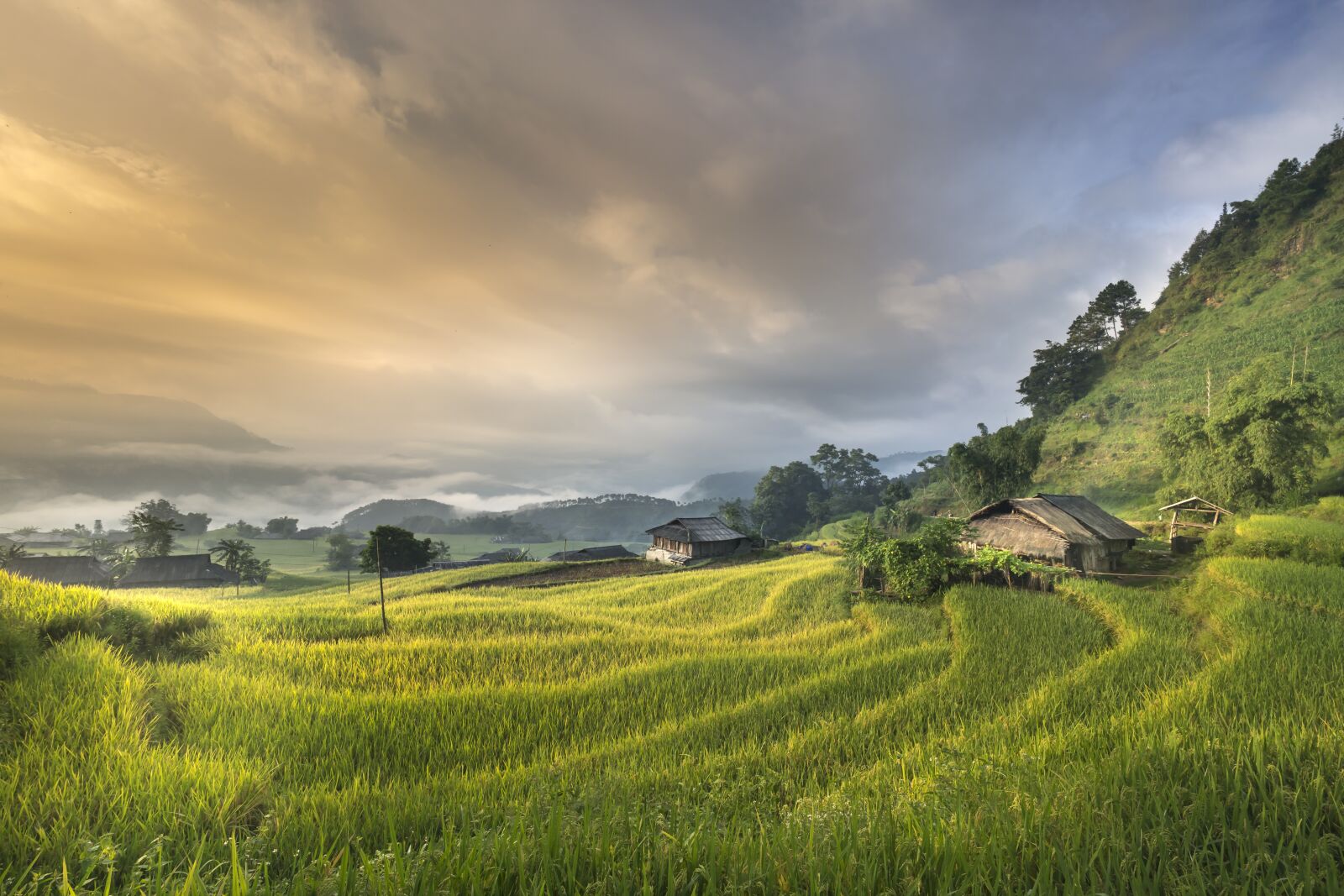 Voigtlander SUPER WIDE-HELIAR 15mm F4.5 III sample photo. Vietnam, terraces, rice photography