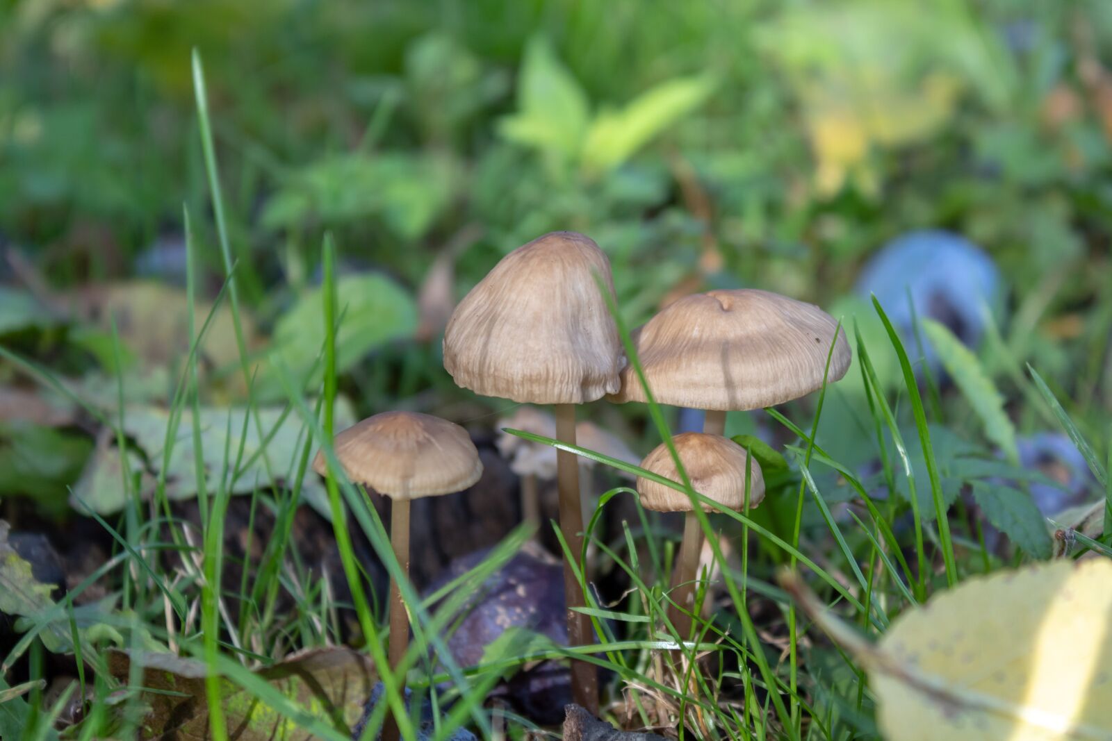 Canon EOS 1300D (EOS Rebel T6 / EOS Kiss X80) sample photo. Mushrooms, autumn, forest photography