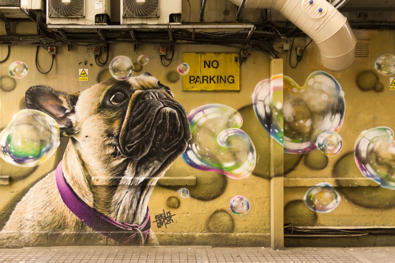 Canon EOS 4000D (EOS Rebel T100 / EOS 3000D) sample photo. Dog, pug, wall photography