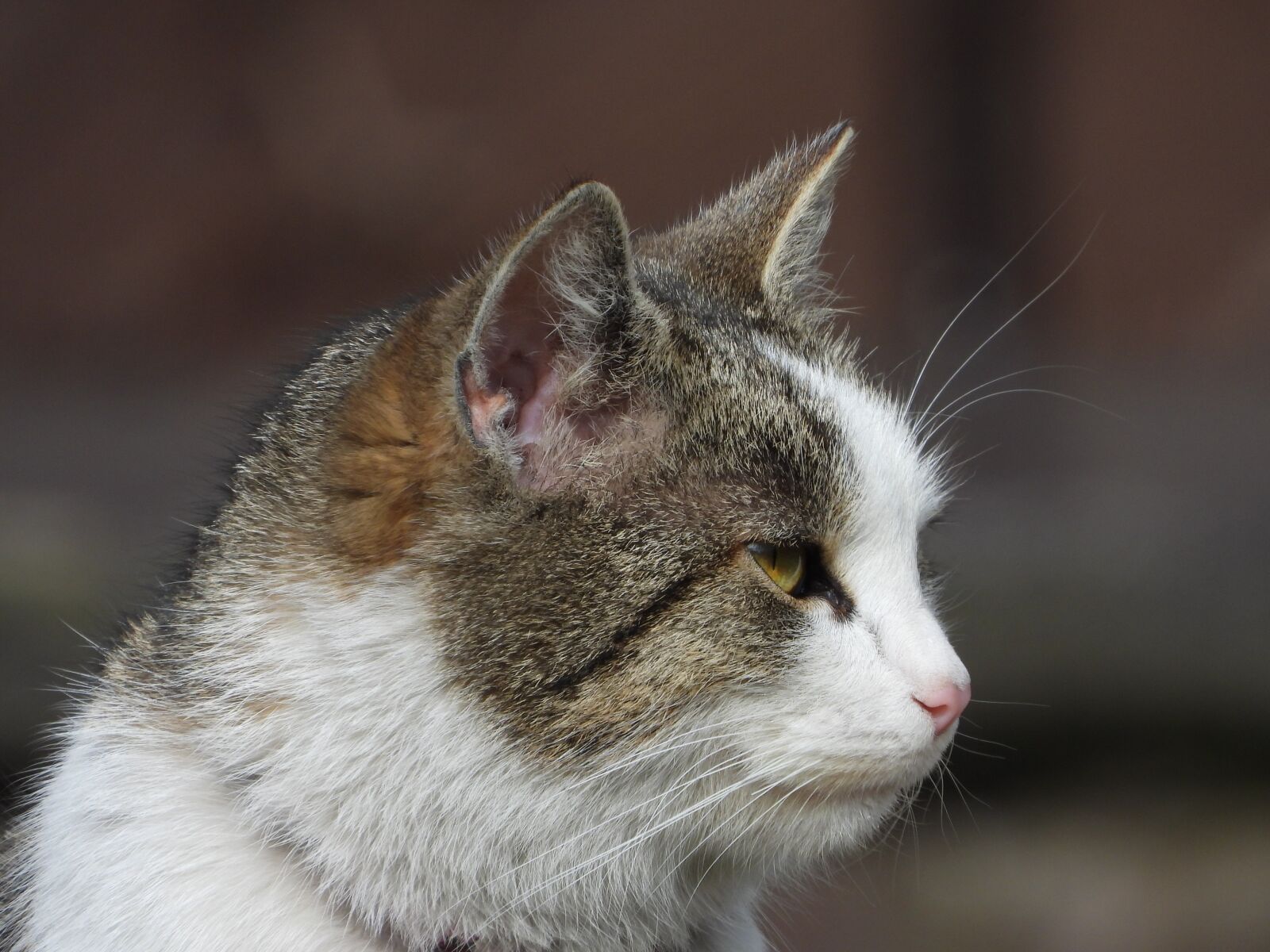 Nikon Coolpix P1000 sample photo. Cat, kitten, dachowiec photography