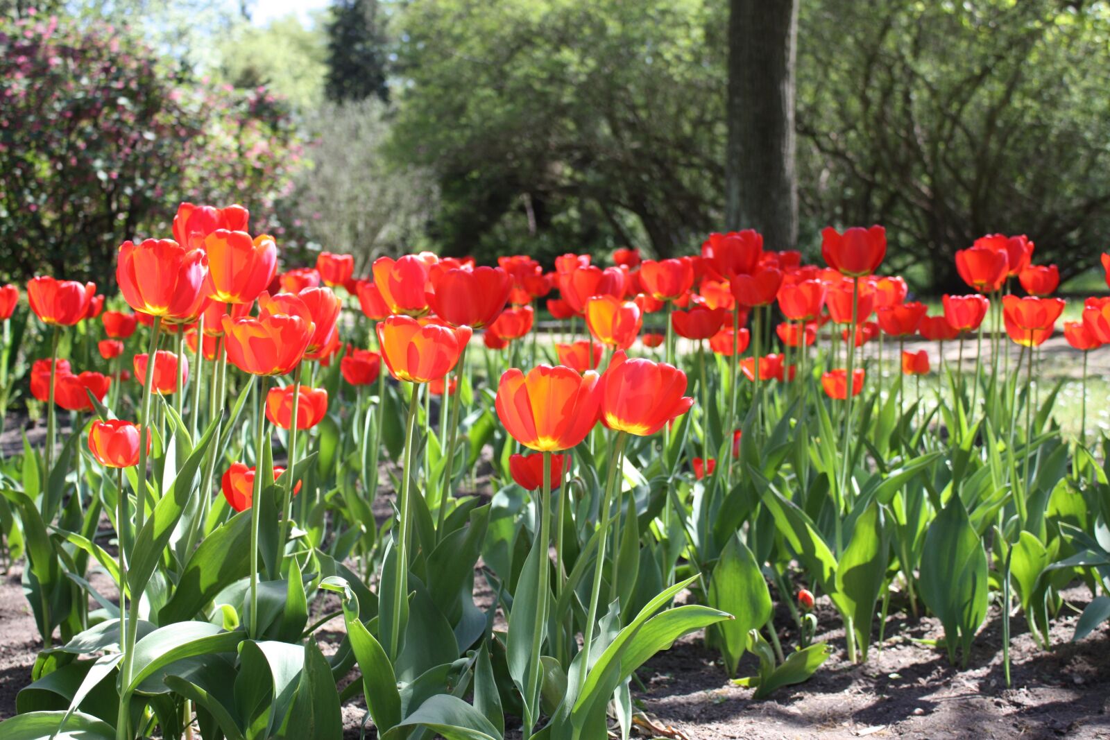 Canon EOS 450D (EOS Rebel XSi / EOS Kiss X2) sample photo. Flowers, tulips, blooming photography