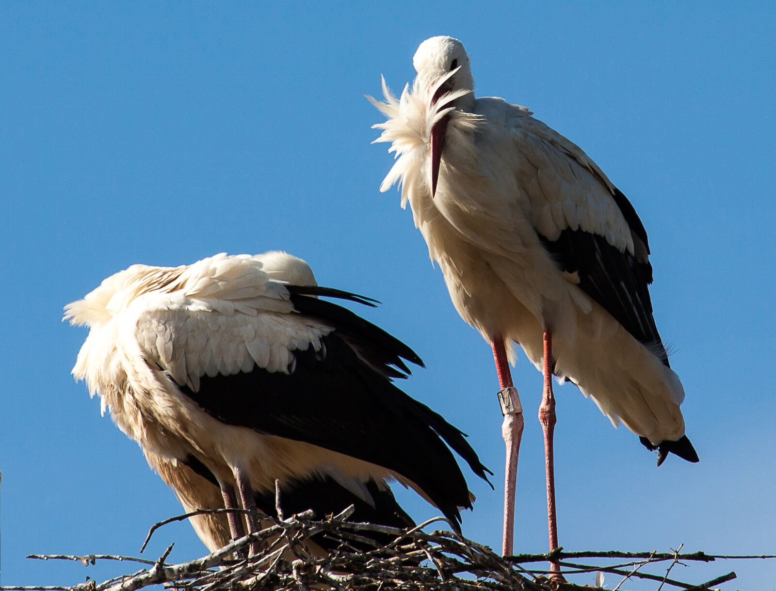 Canon EOS 50D + Canon EF-S 55-250mm F4-5.6 IS STM sample photo. Stork, storks, animal photography