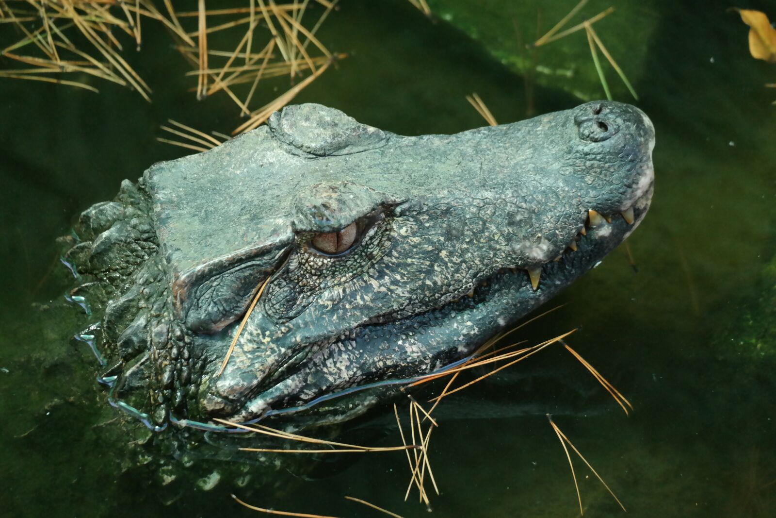 Samsung NX30 + NX 50-200mm F4-5.6 sample photo. Crocodile, water, reptile photography