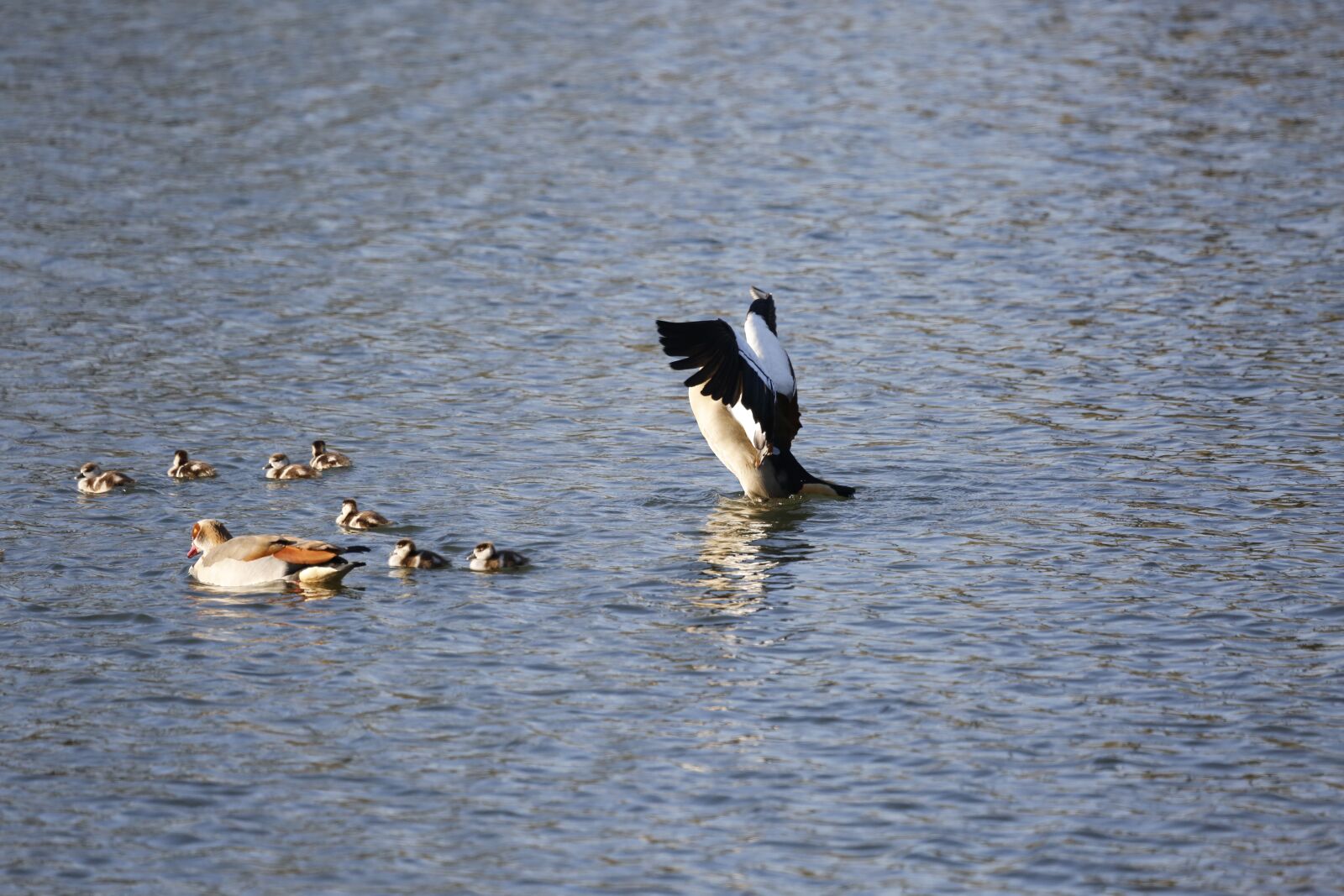 Canon EF 100-400mm F4.5-5.6L IS USM sample photo. Ducks, boy, water photography