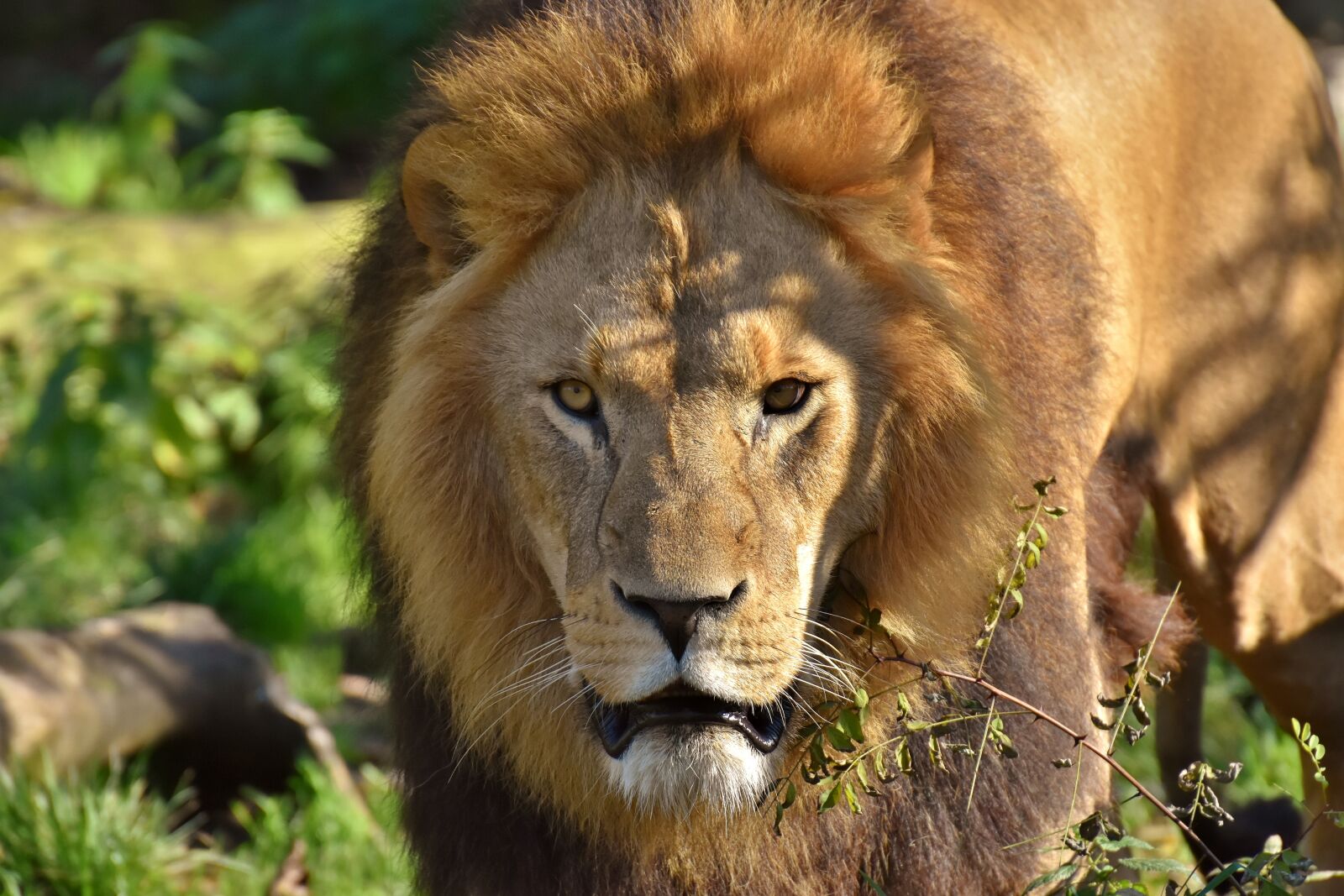 Nikon D7200 sample photo. Lion, predator, dangerous photography