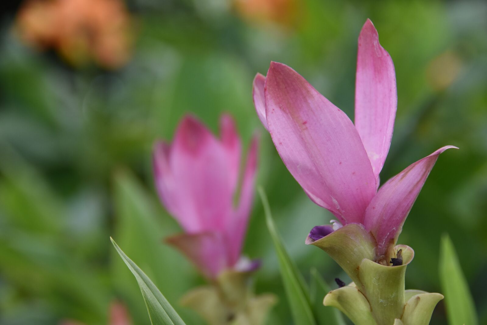 Nikon D7200 sample photo. Siam tulip, flower, pink photography