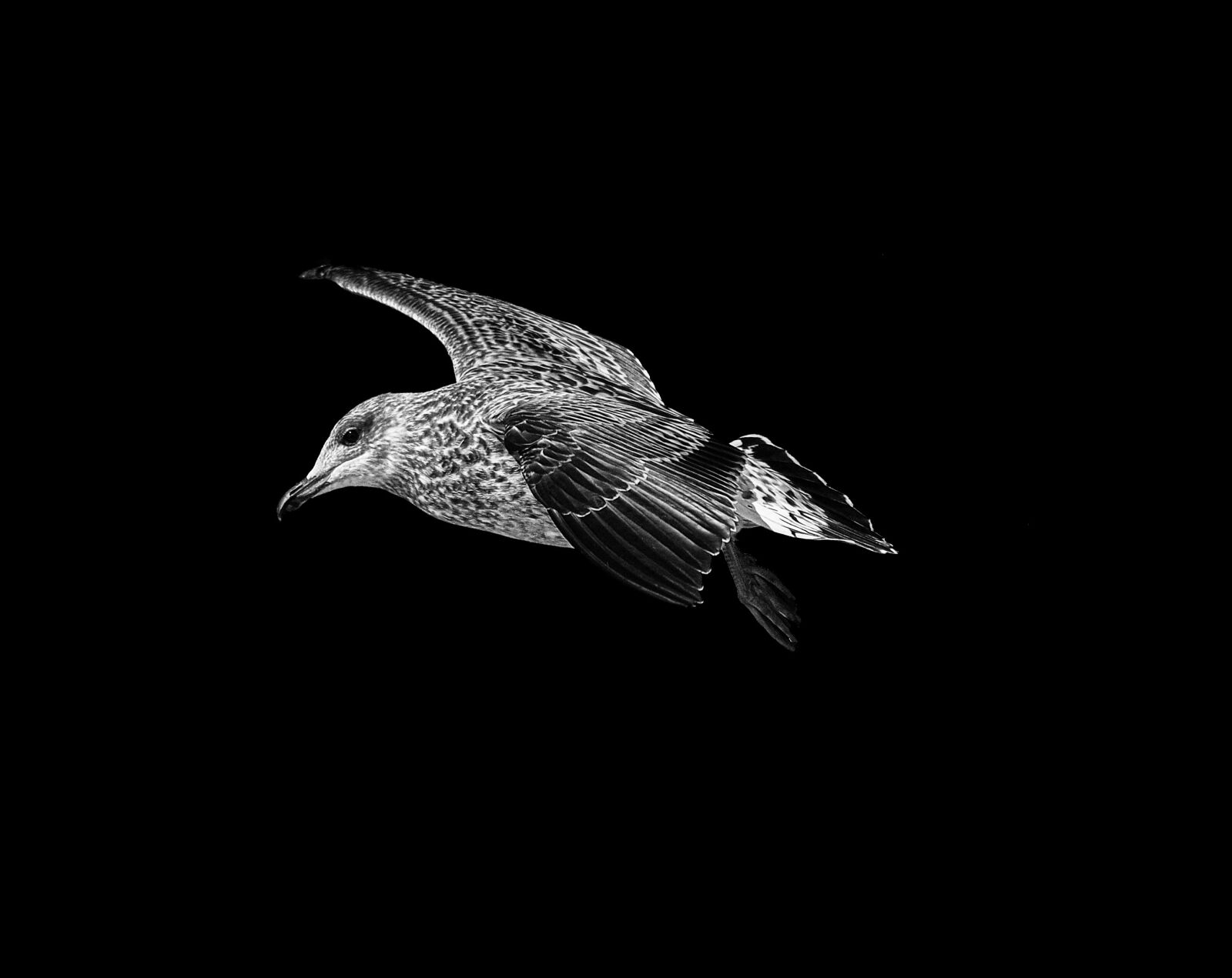 Nikon D3000 sample photo. Seagull, black, white photography
