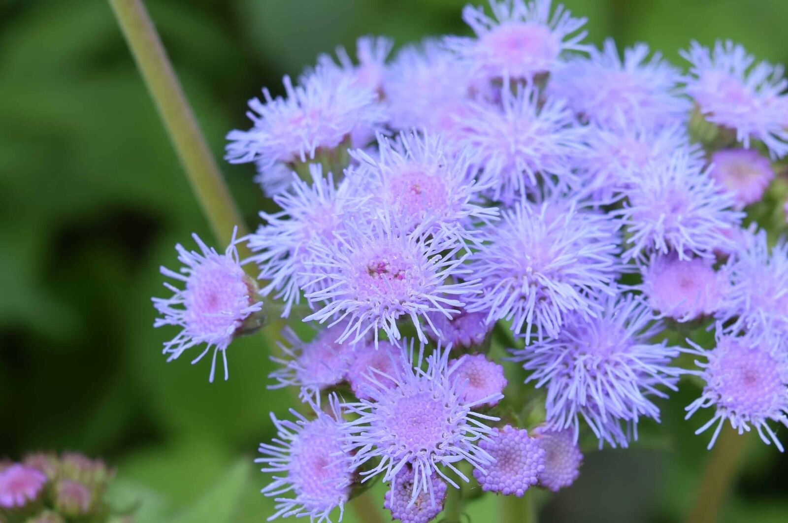 Nikon D3300 sample photo. Garden, wildflower, nature, flora photography