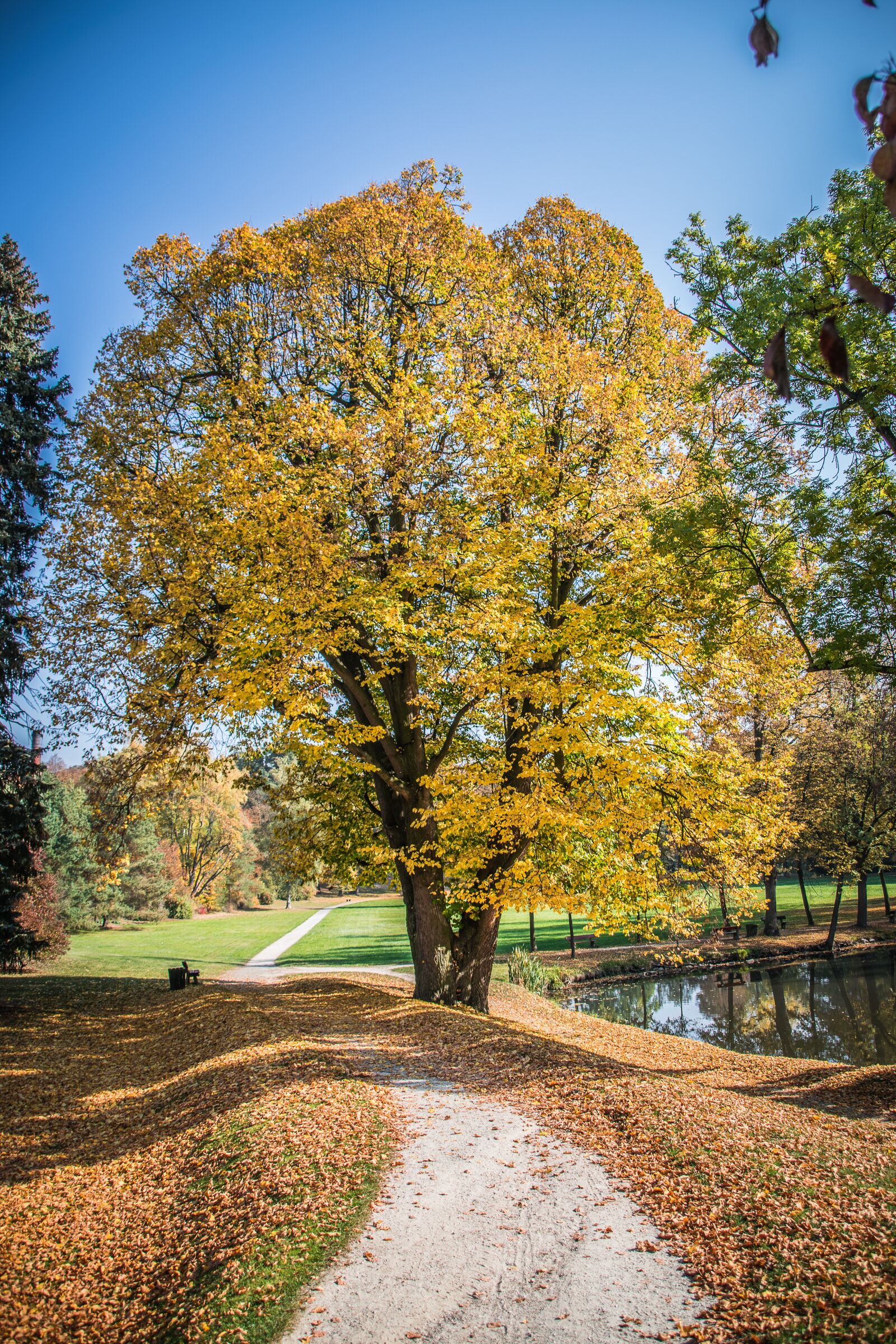 Nikon D5300 sample photo. Autumn, leaves, colorful photography