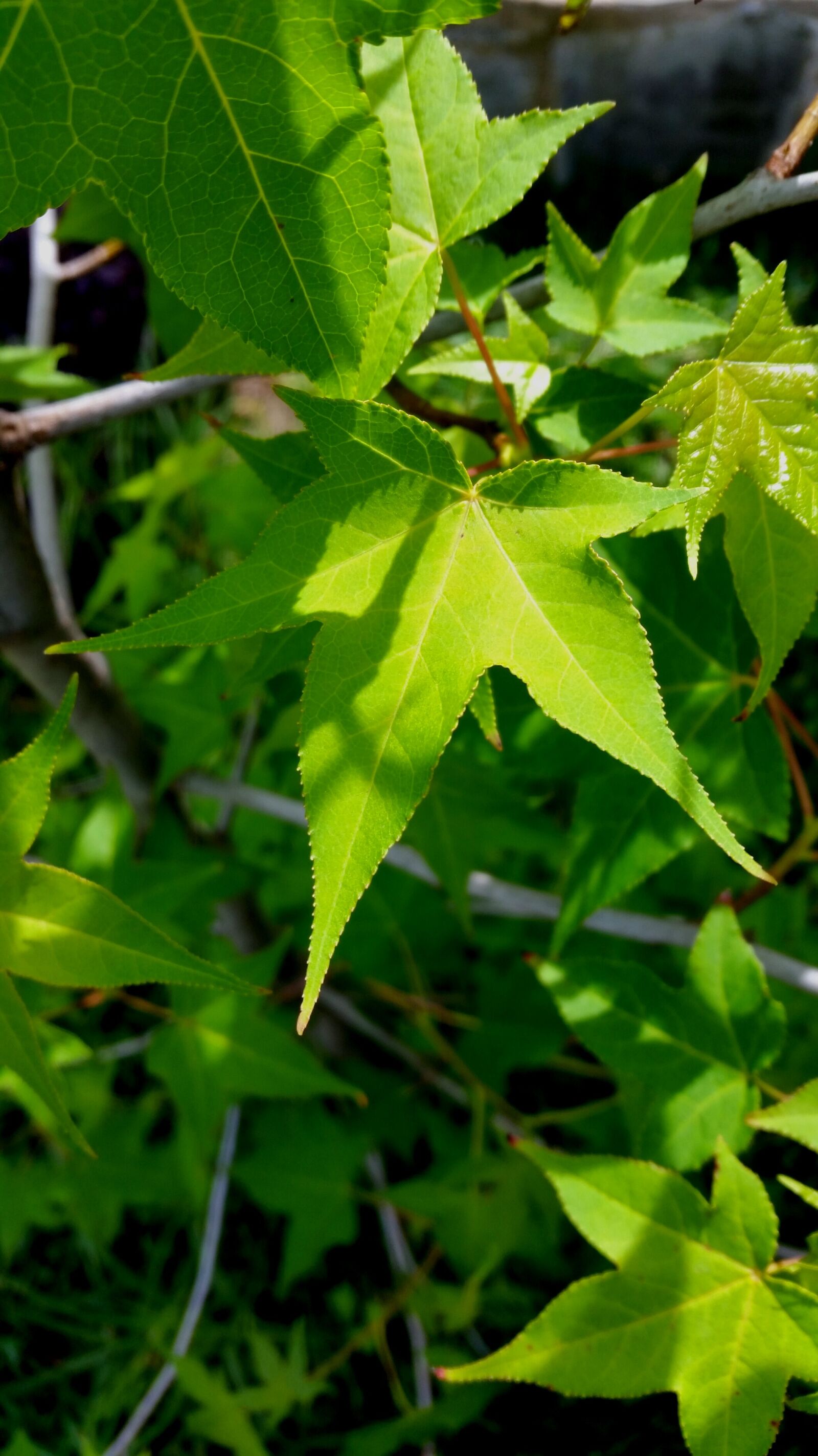 Samsung Galaxy S5 sample photo. Autumn, tree, green photography