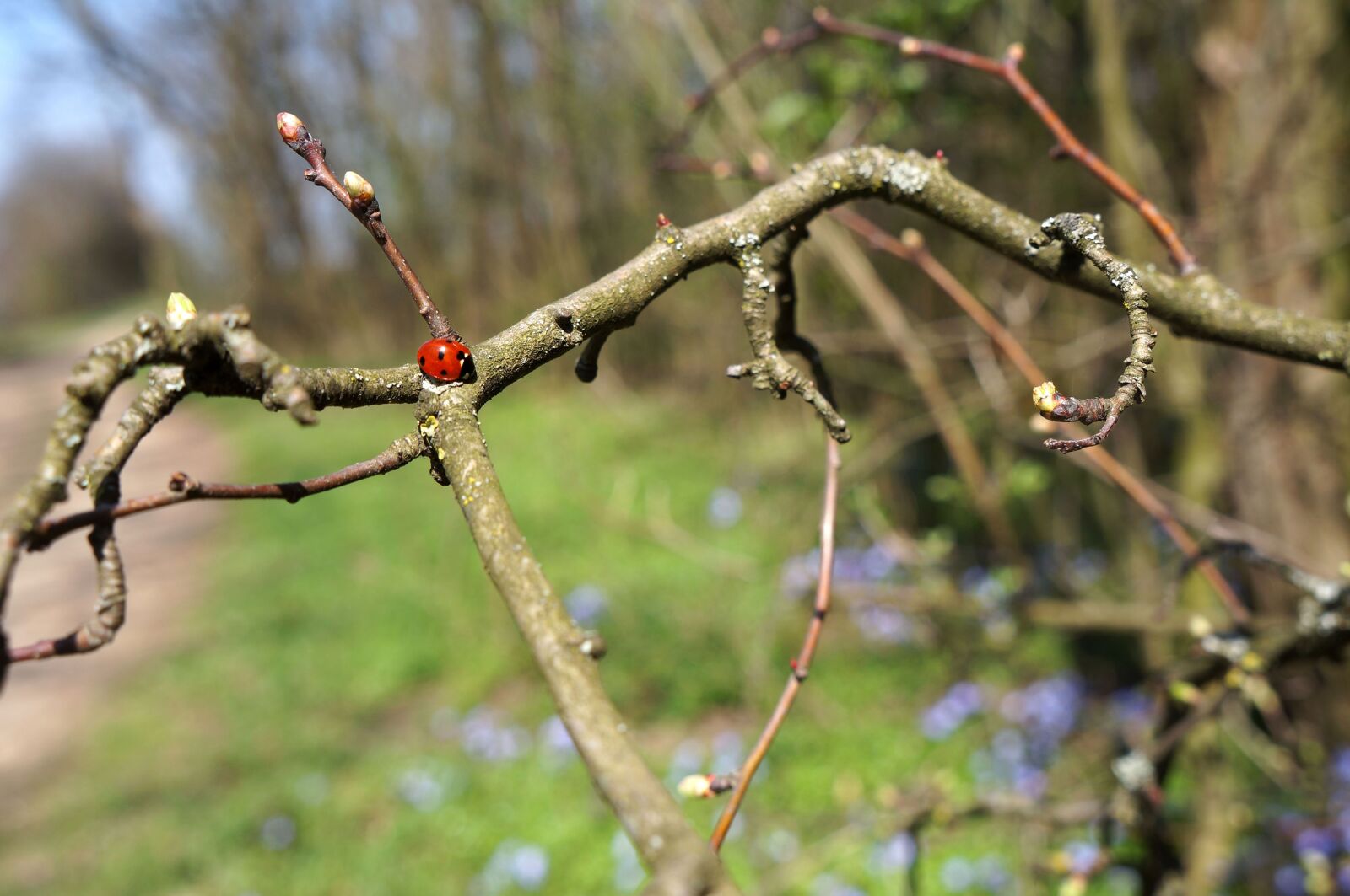 Sony Alpha NEX-5N sample photo. Tree, nature, plant photography