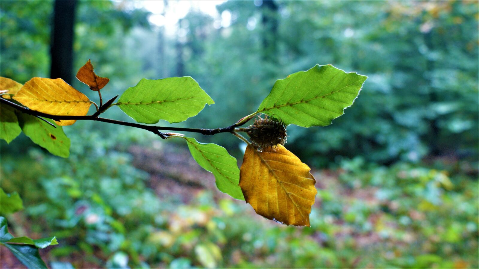 Sony Alpha DSLR-A350 sample photo. Trees, mood, autumn photography