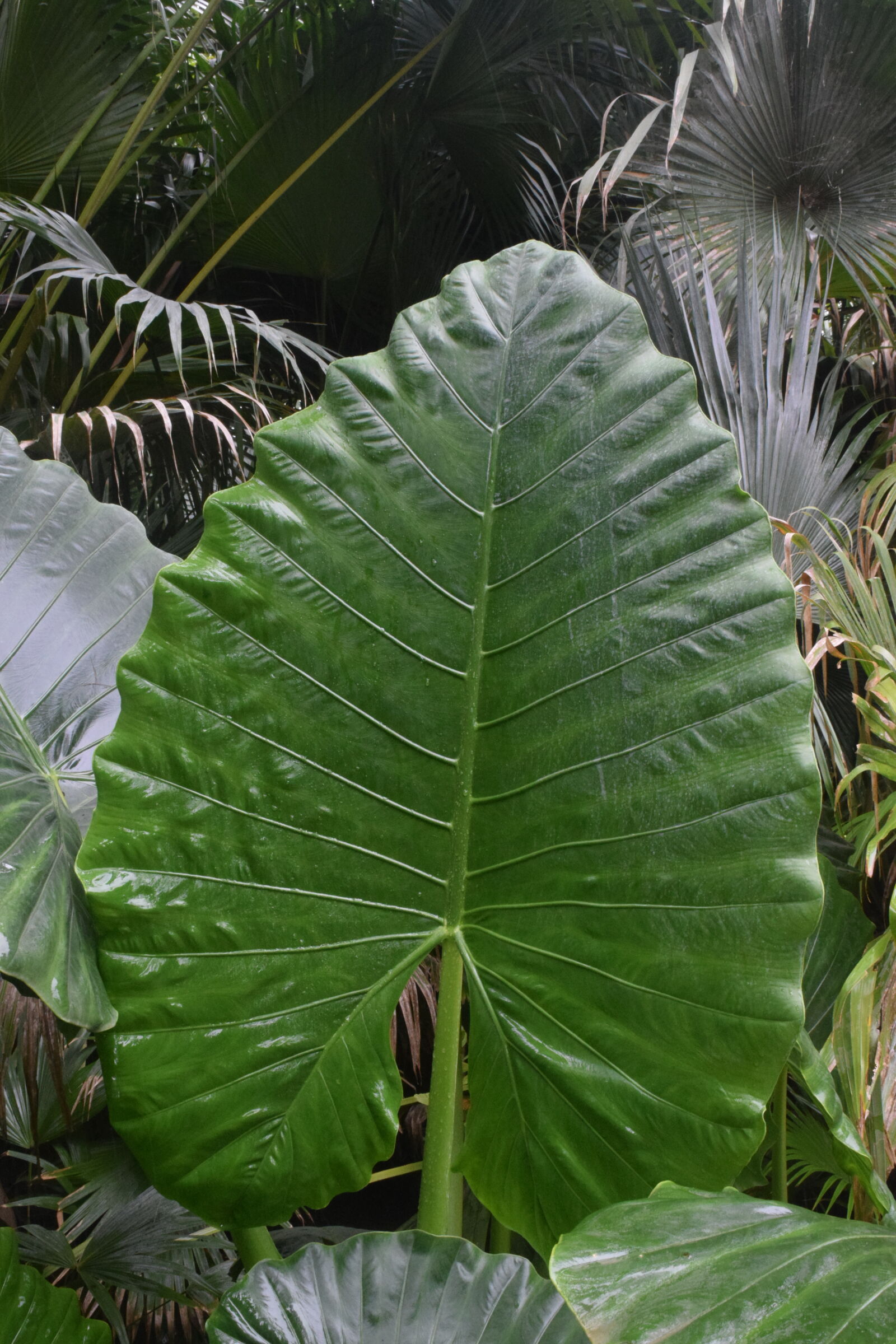 Nikon D3300 sample photo