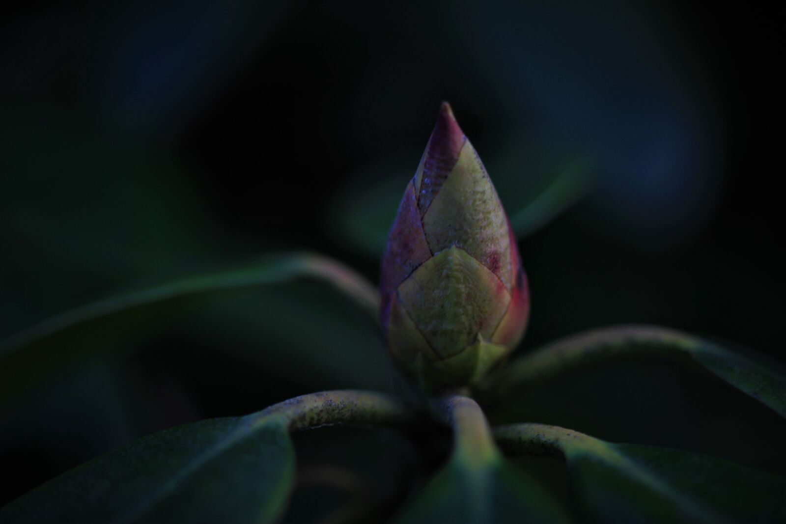 Canon EOS 7D sample photo. Spring, bud, rhododendron photography