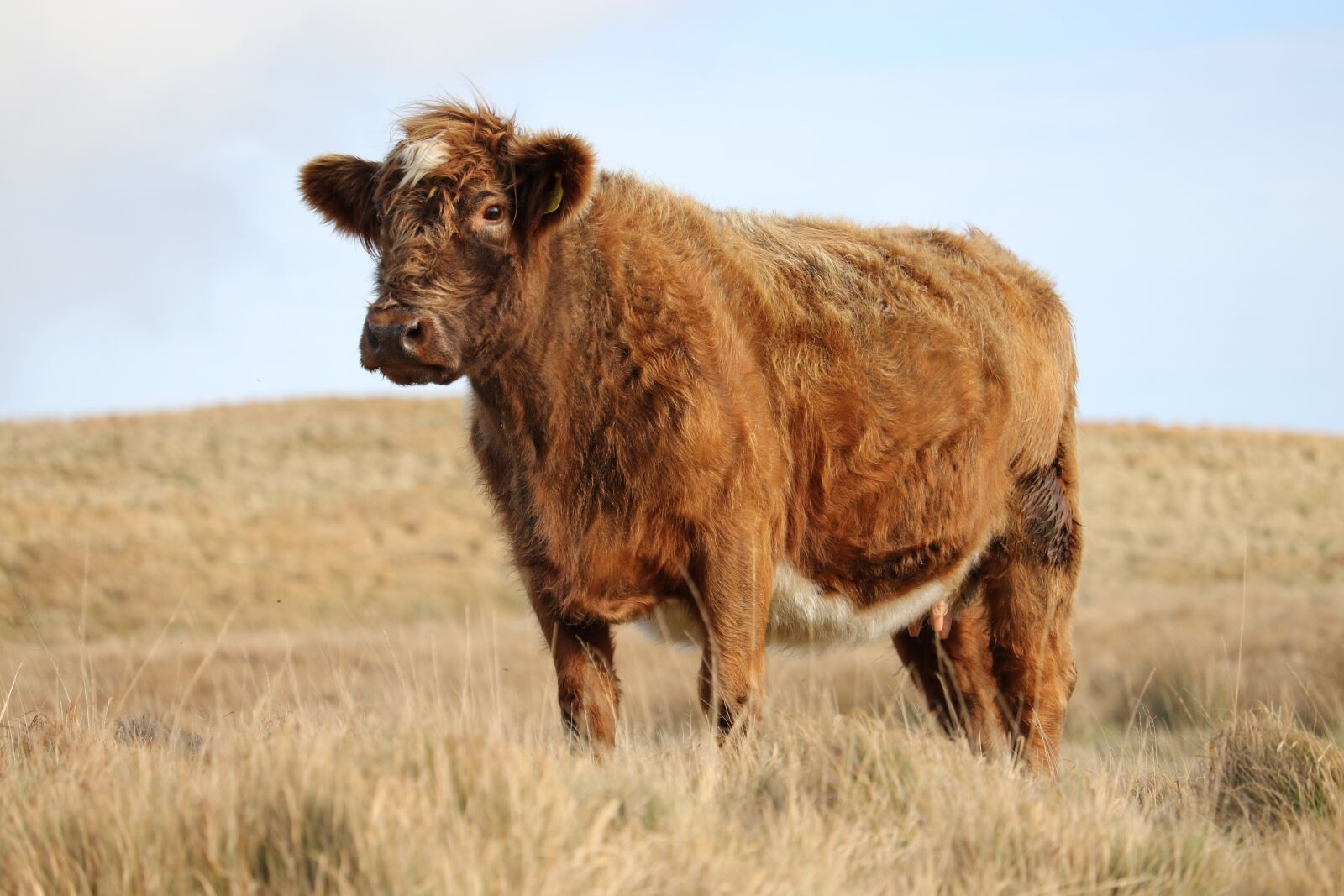 Canon EF-S 55-250mm F4-5.6 IS STM sample photo. Cow, cattle, mammal photography