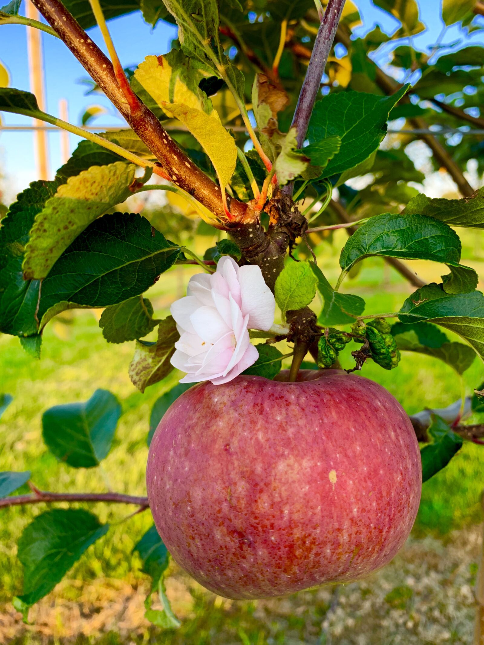 Apple iPhone XS Max sample photo. Apple, apple tree, fruit photography