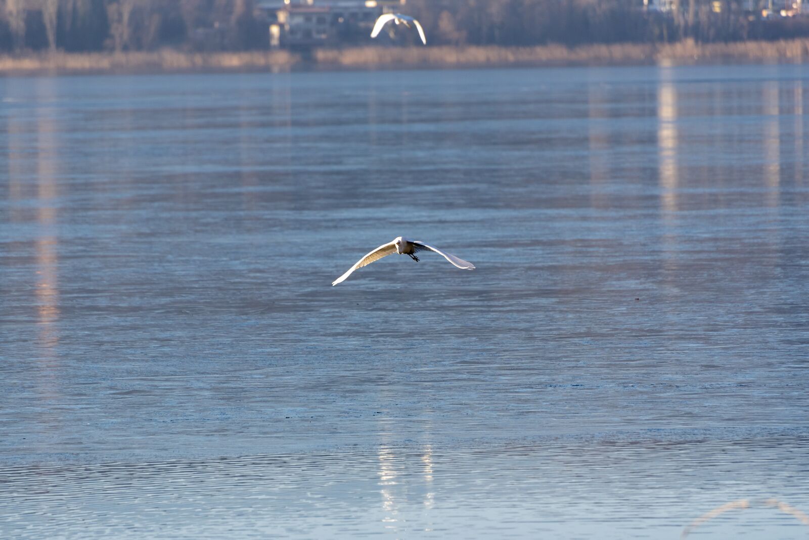 Nikon D750 sample photo. Ice, frozen, birds photography