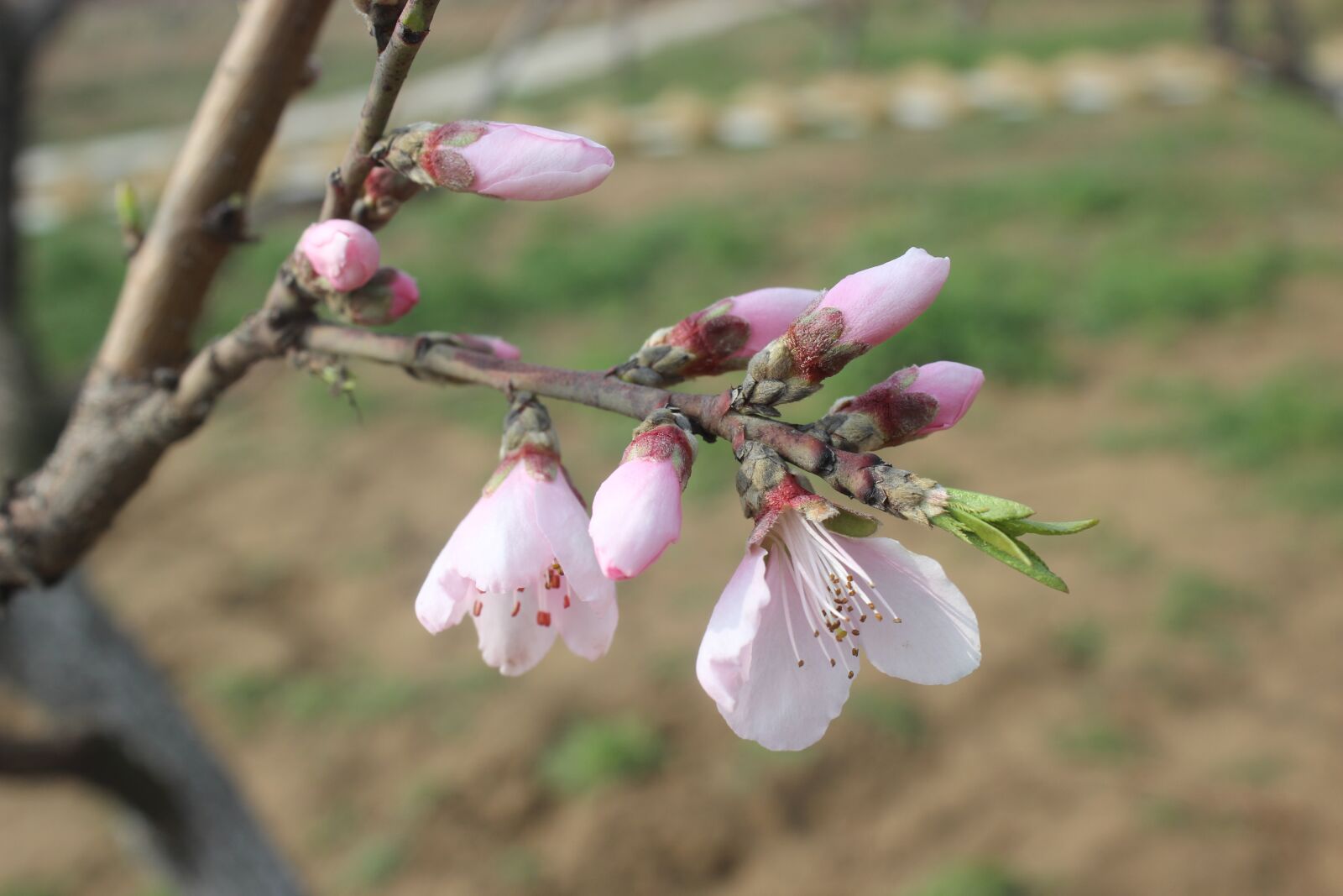 Canon EOS 600D (Rebel EOS T3i / EOS Kiss X5) sample photo. Spring flowers, bud, peach photography