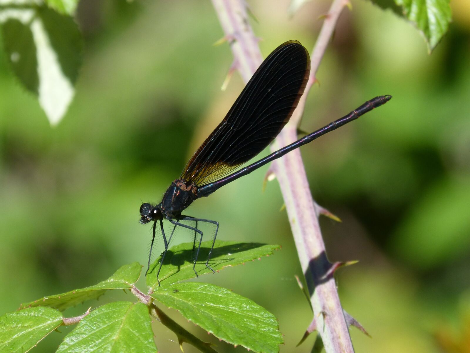 Panasonic DMC-FZ62 sample photo. Libella, black dragonfly, calopteryx photography